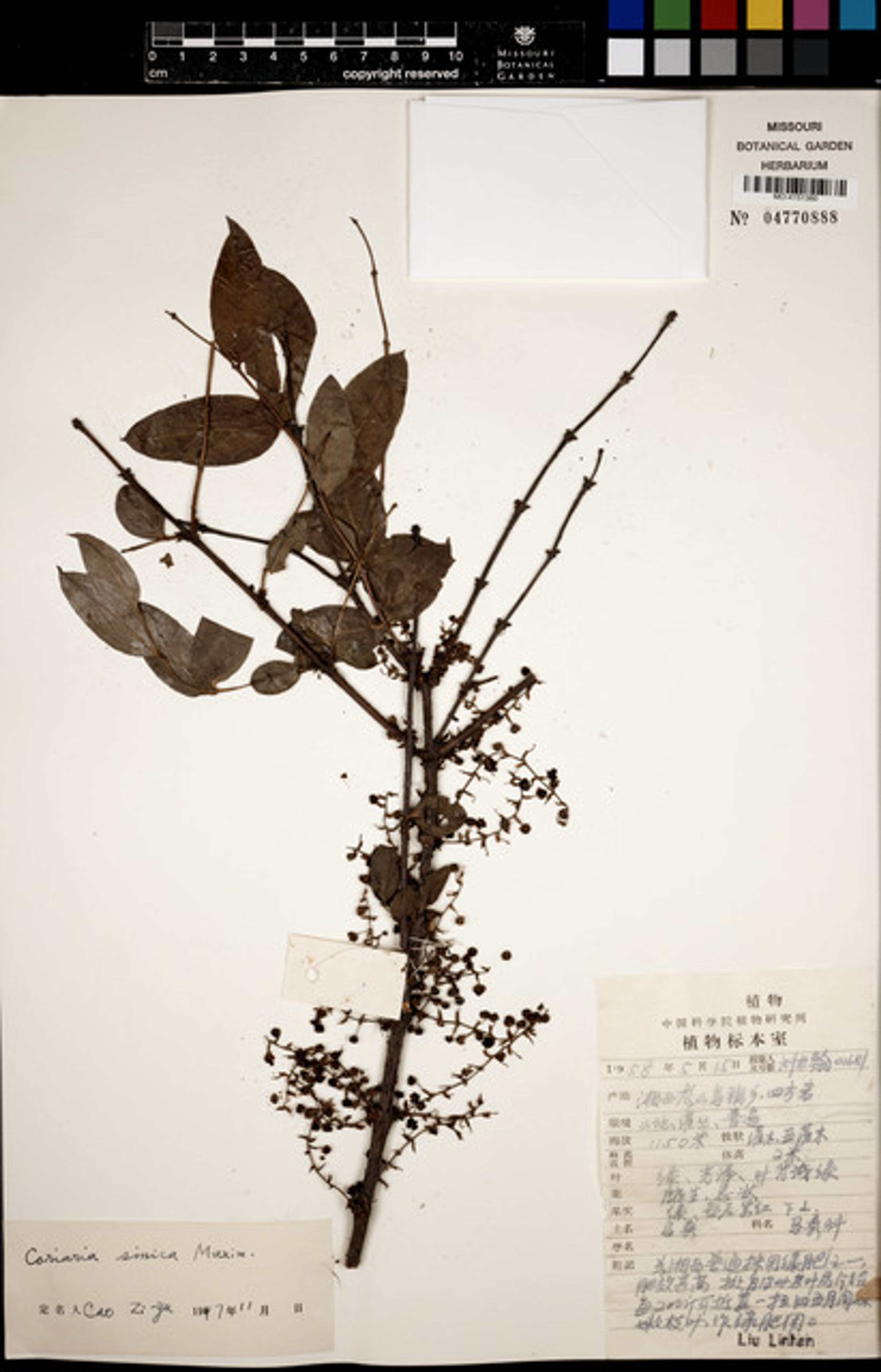 Coriaria sinica - 4