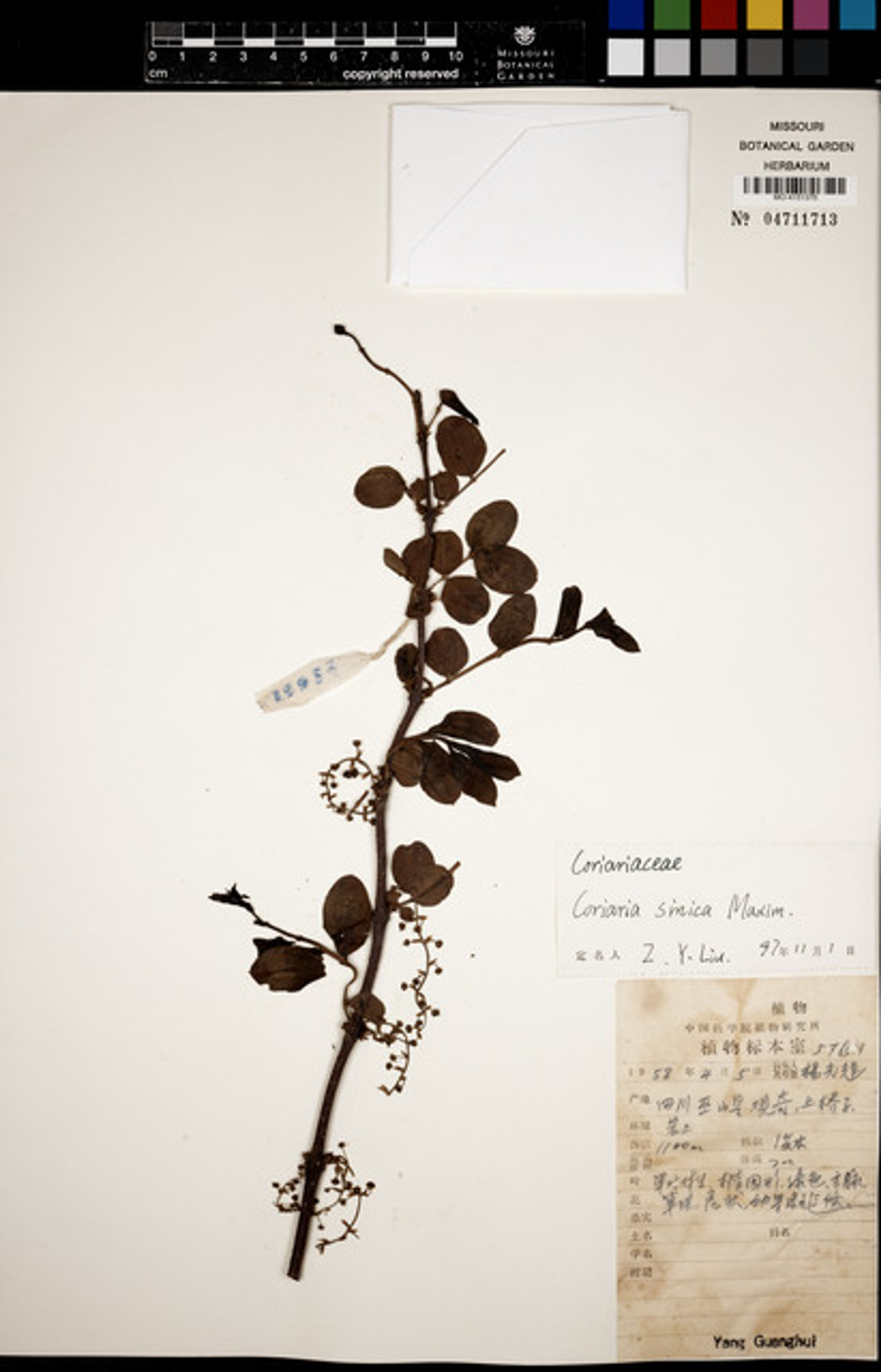 Coriaria sinica - 32