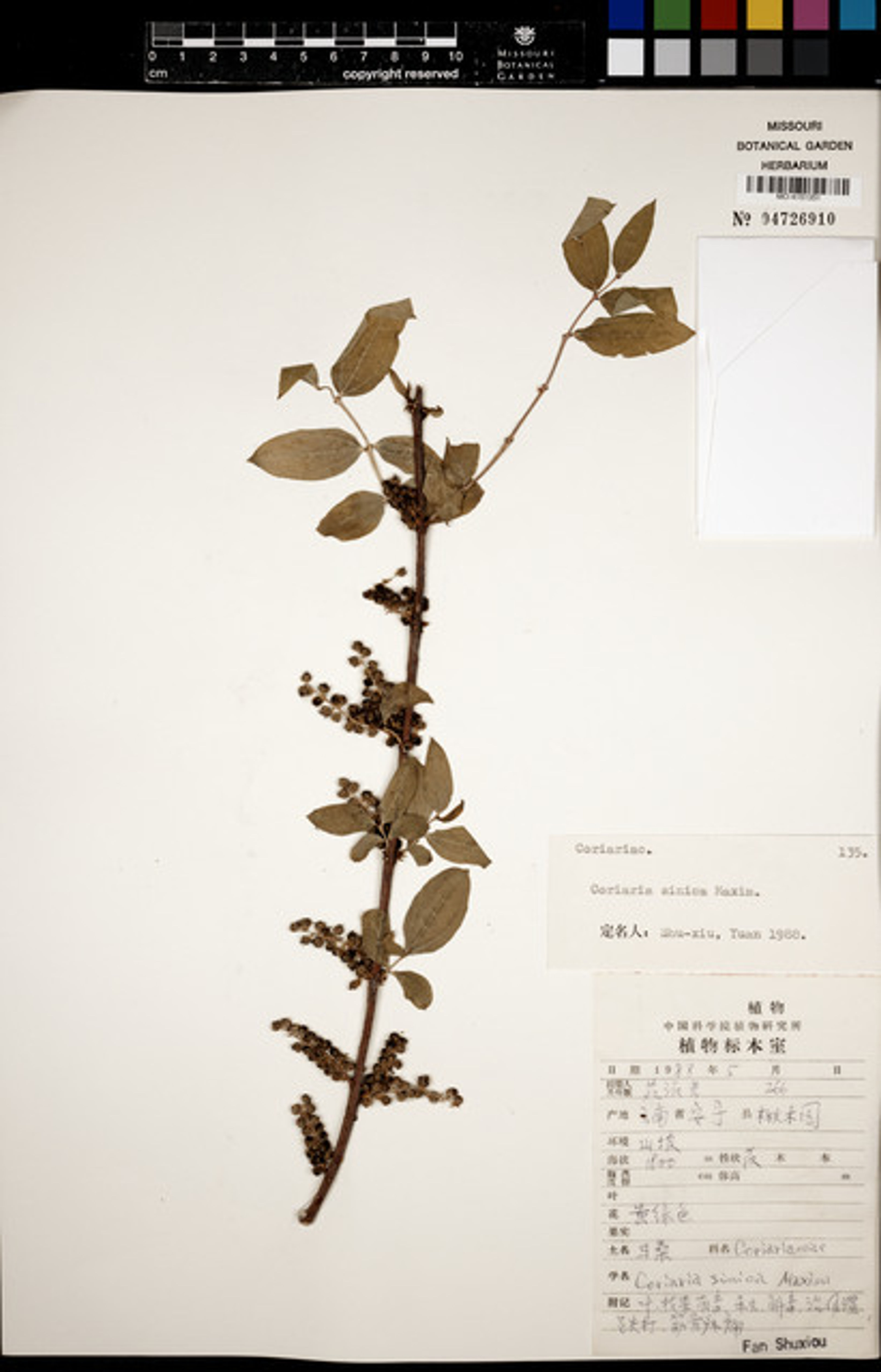 Coriaria sinica - 17