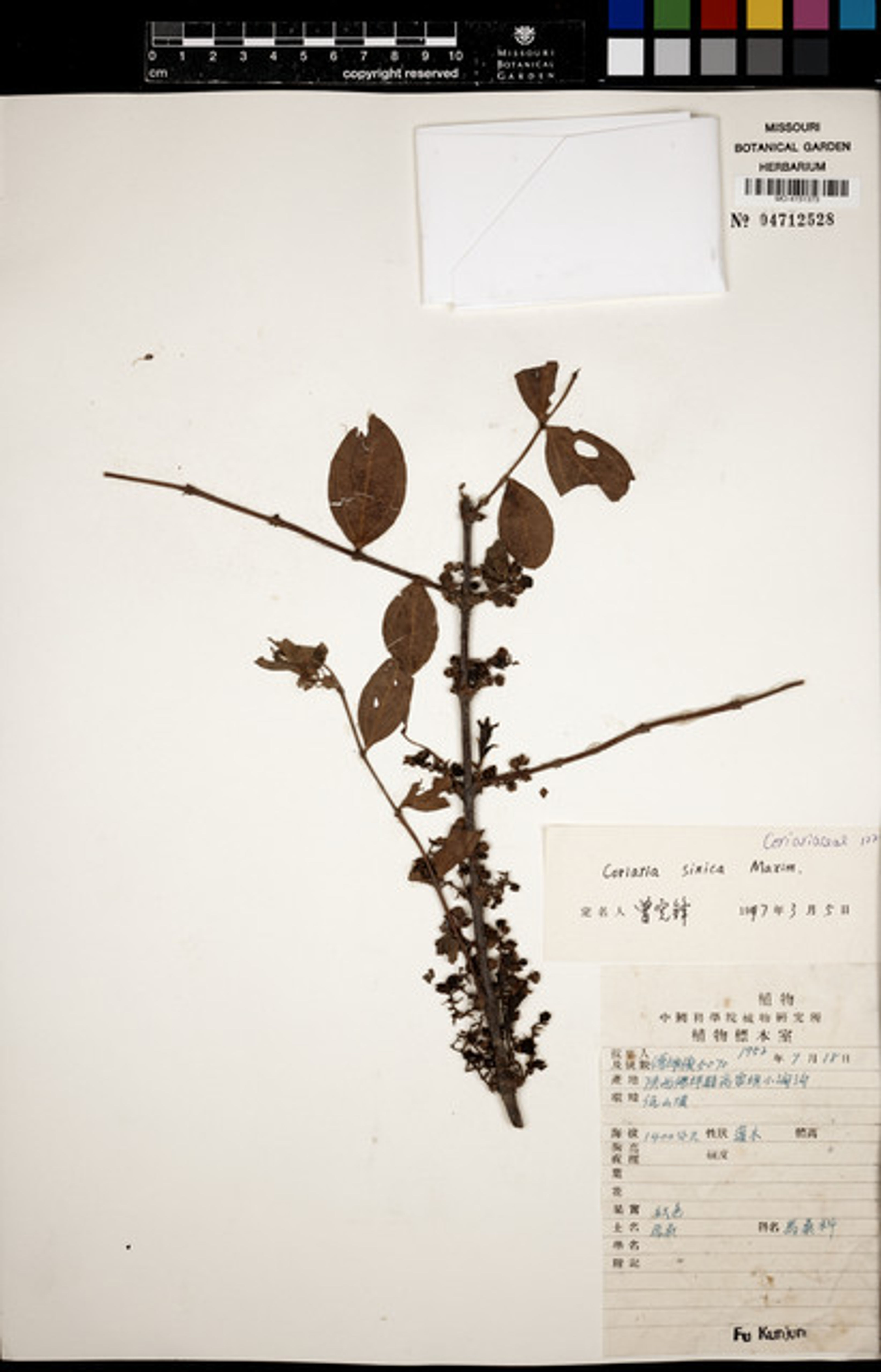 Coriaria sinica - 39