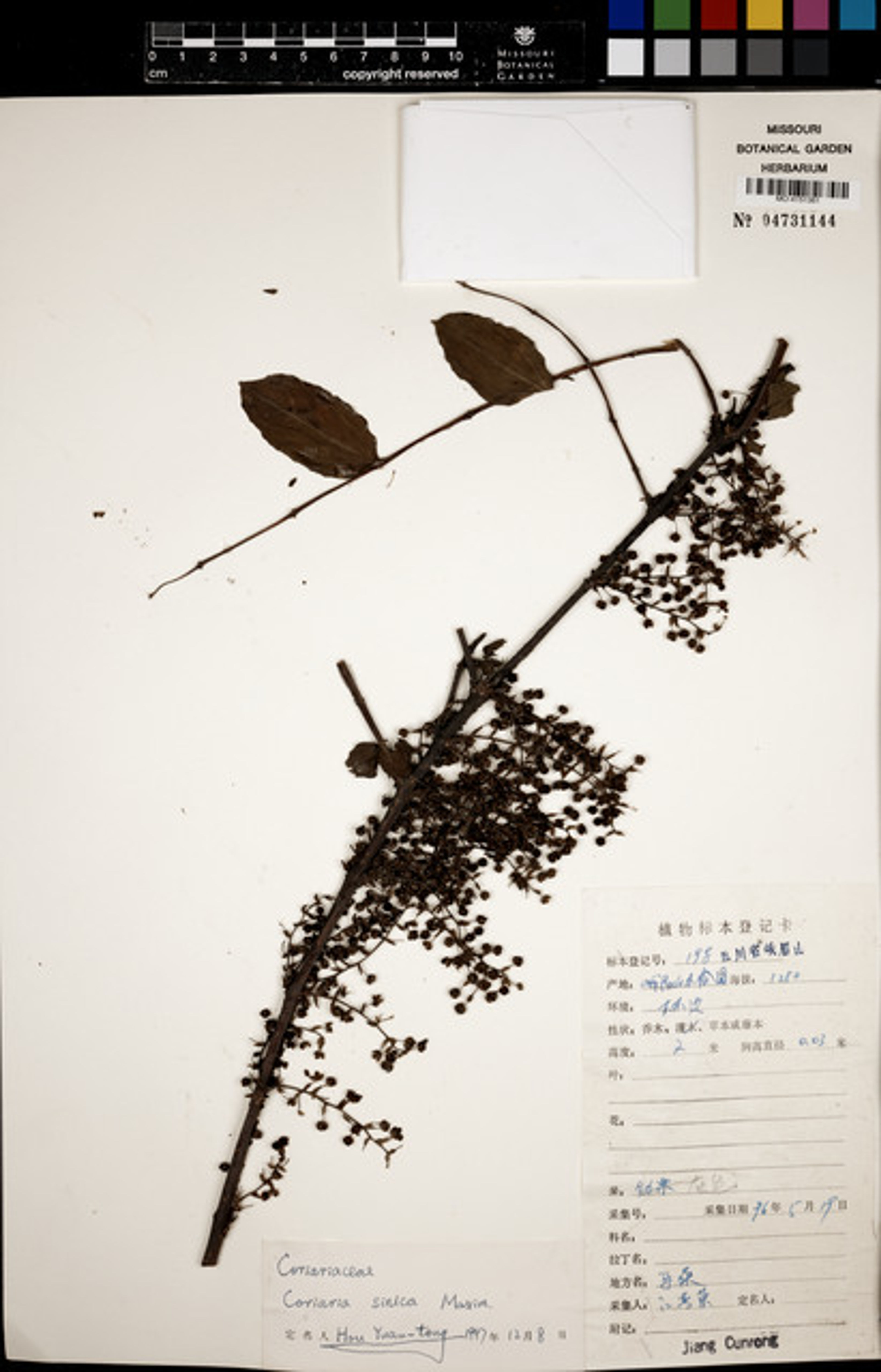 Coriaria sinica - 41
