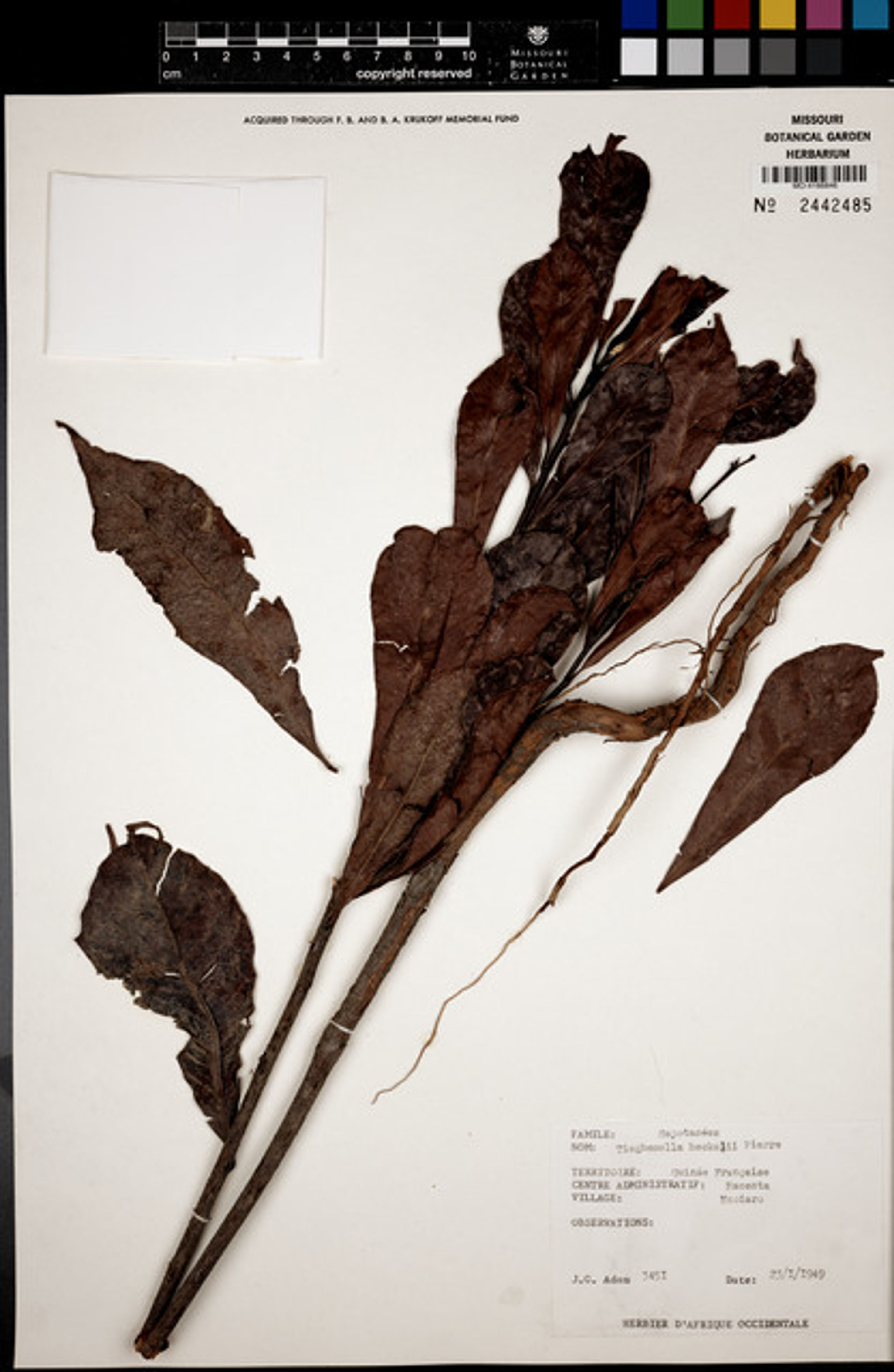 Tieghemella heckelii - 22