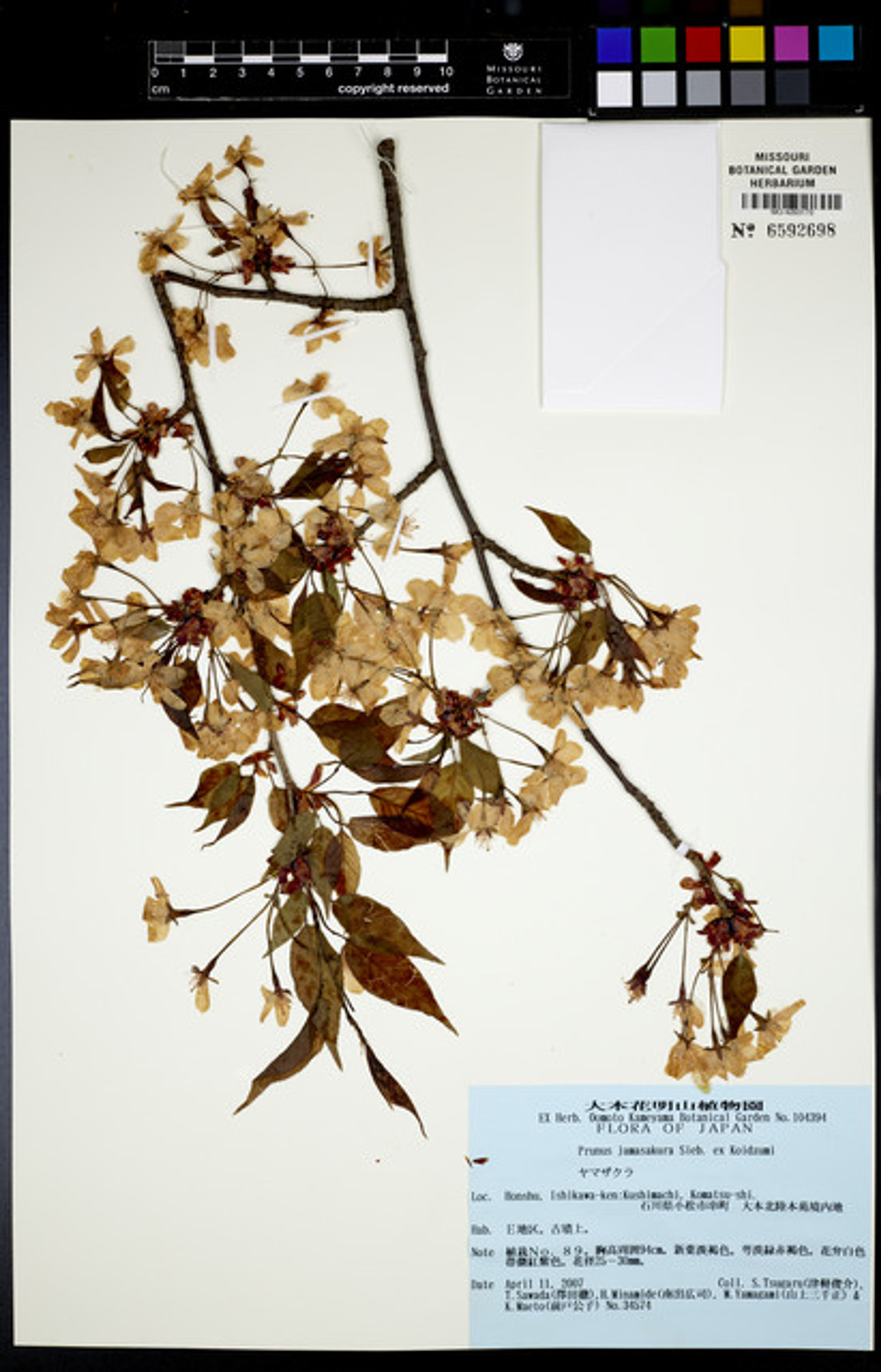 Prunus jamasakura - 105