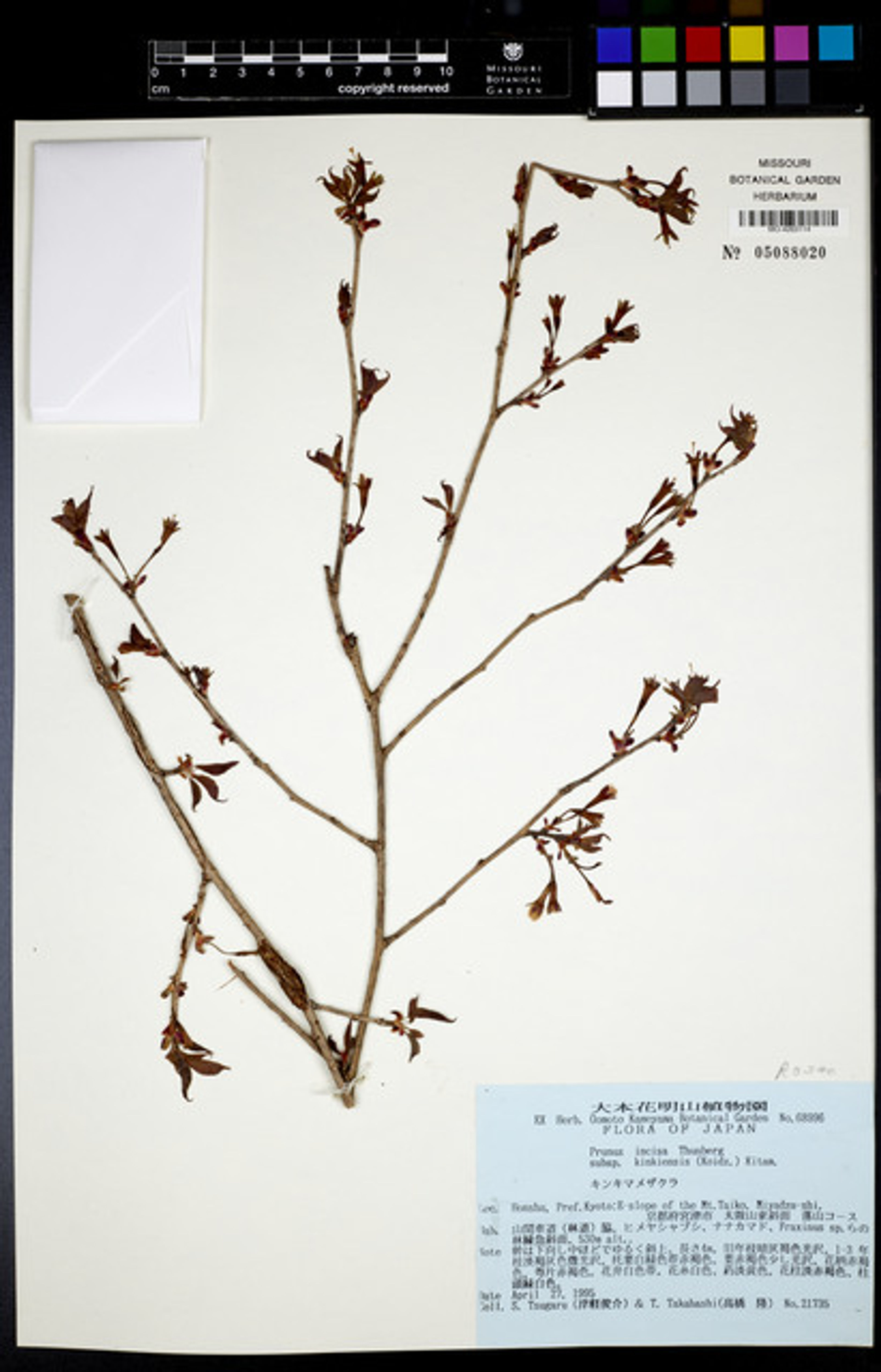 Prunus incisa - 87