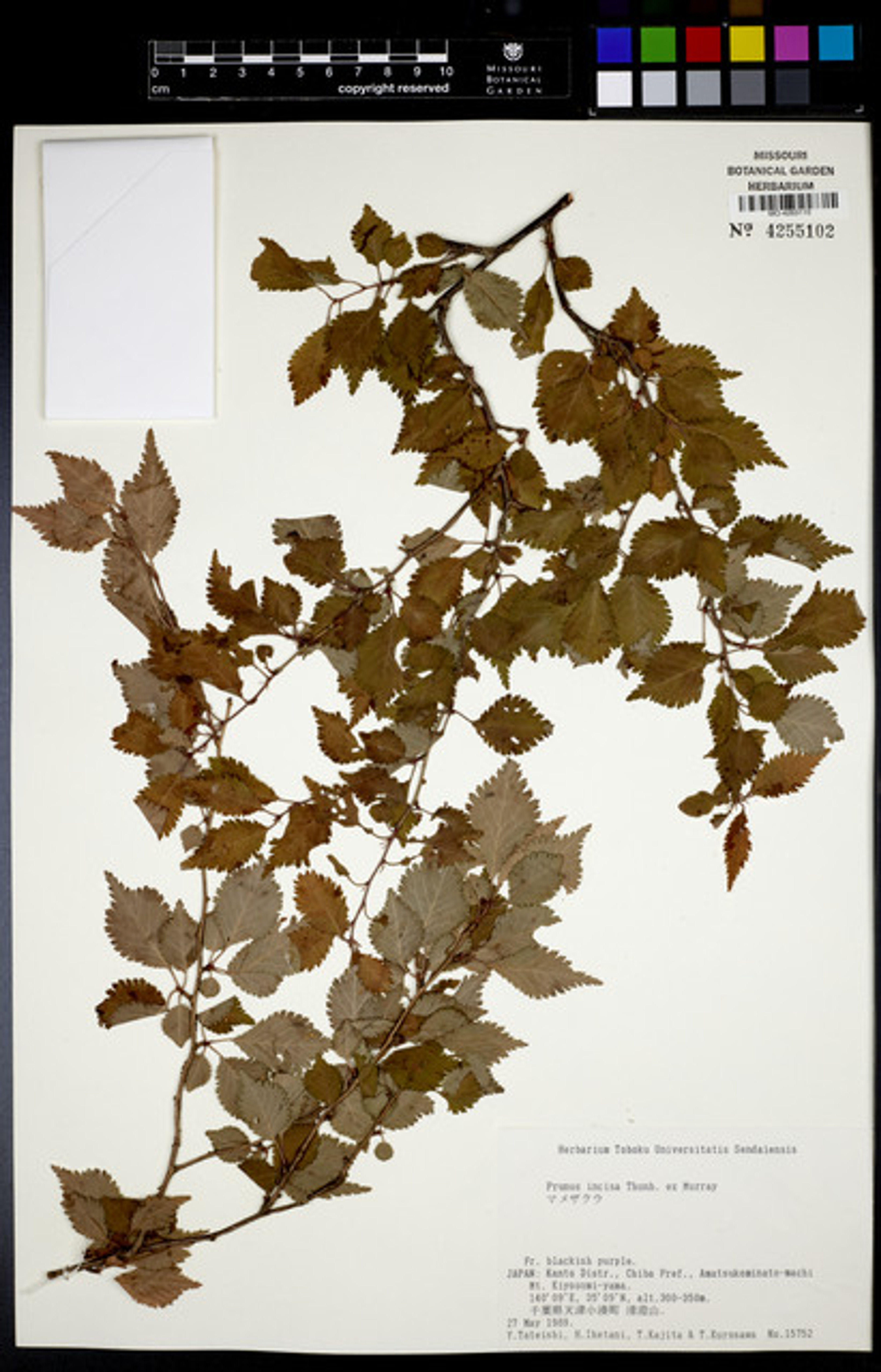 Prunus incisa - 10