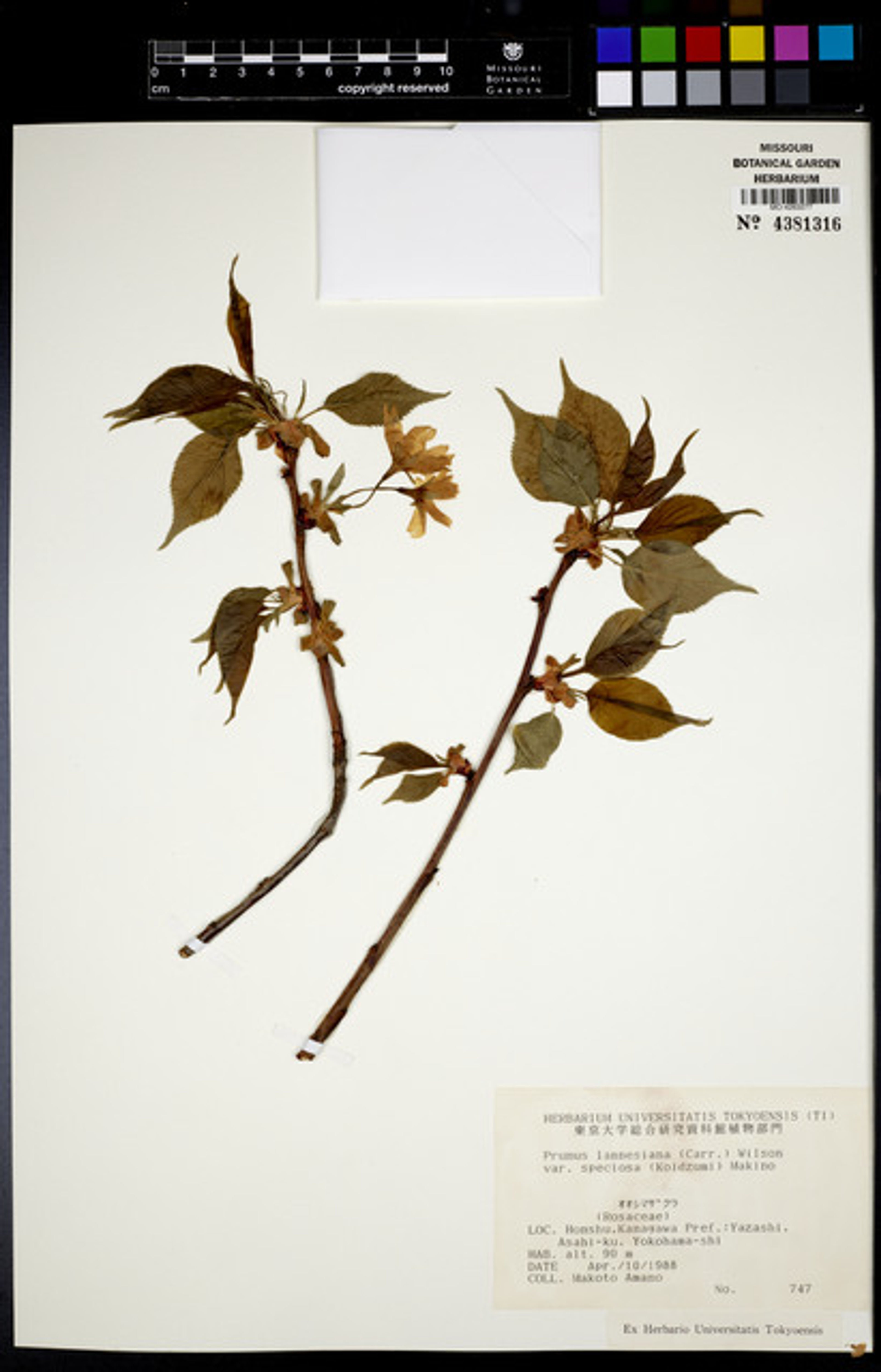 Prunus lannesiana - 42