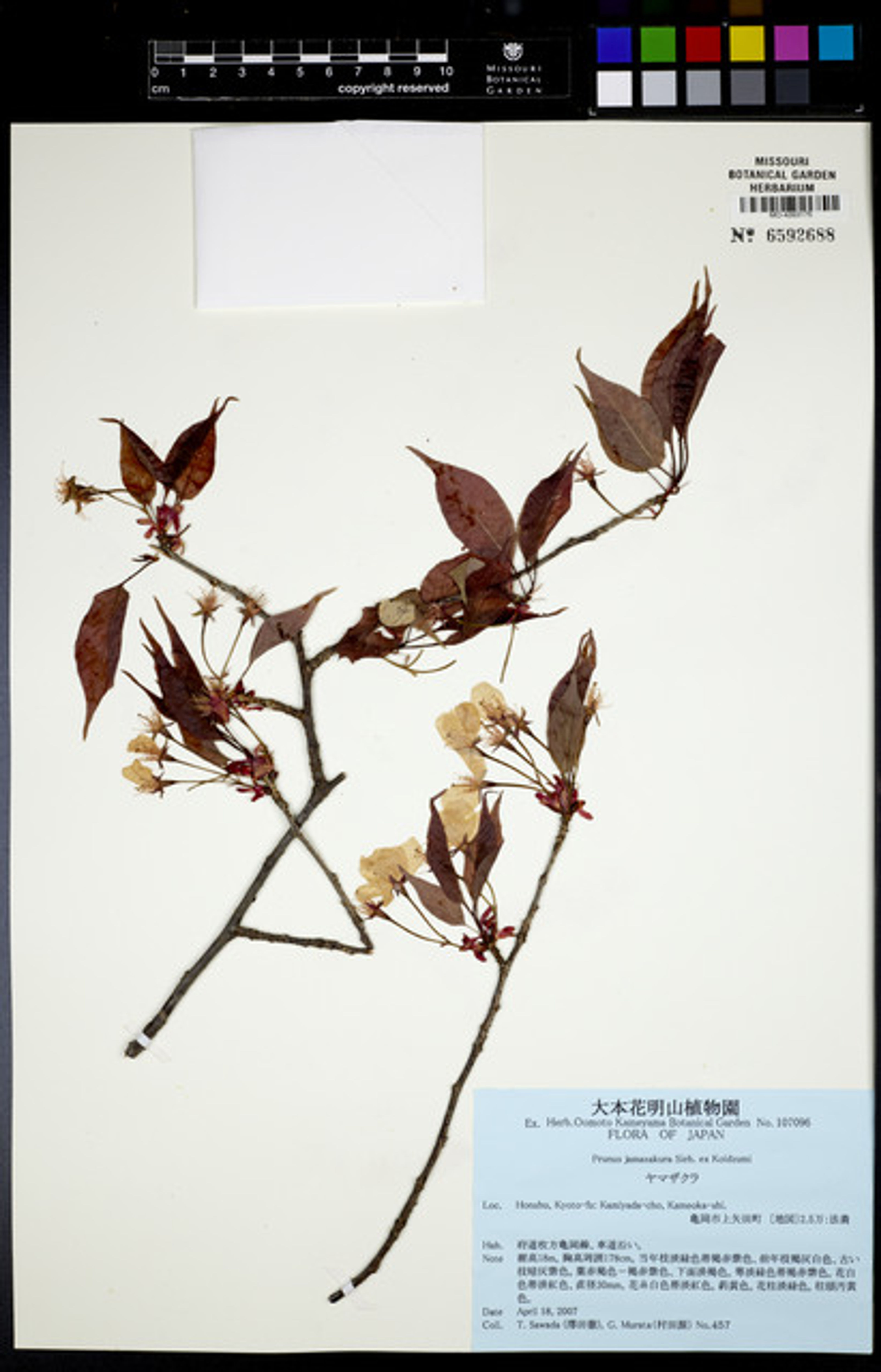 Prunus jamasakura - 49