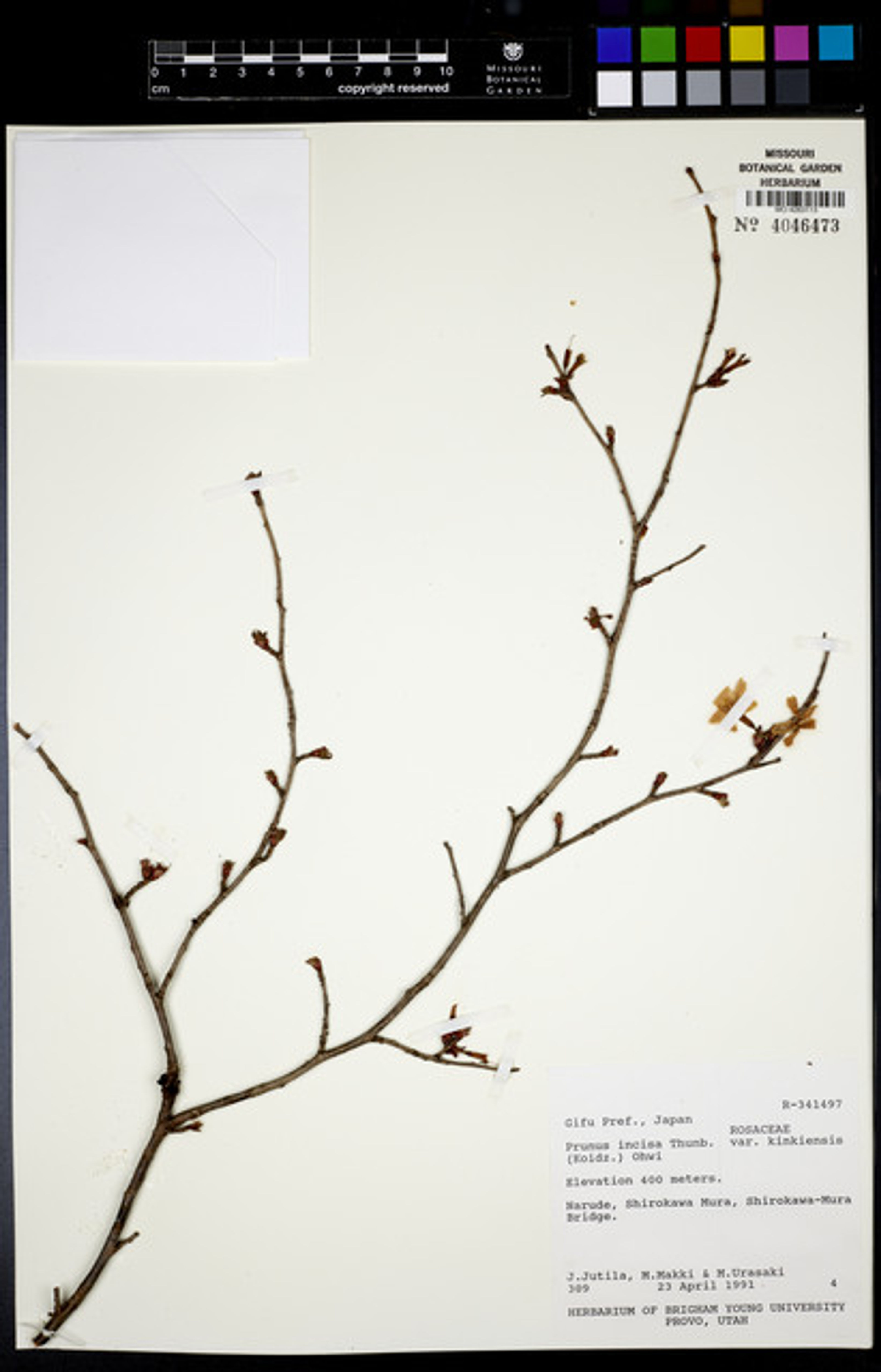 Prunus incisa - 20