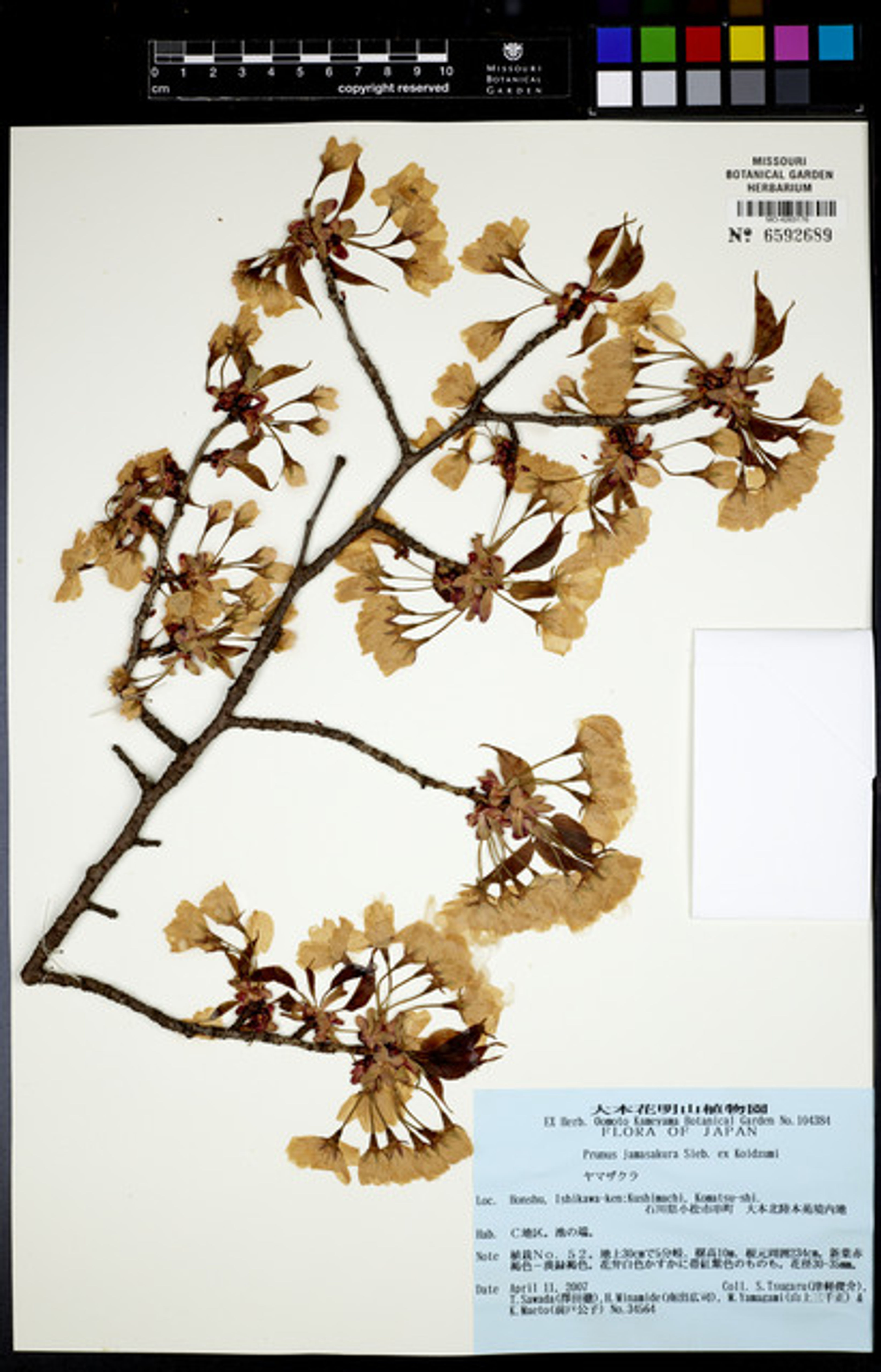 Prunus jamasakura - 179