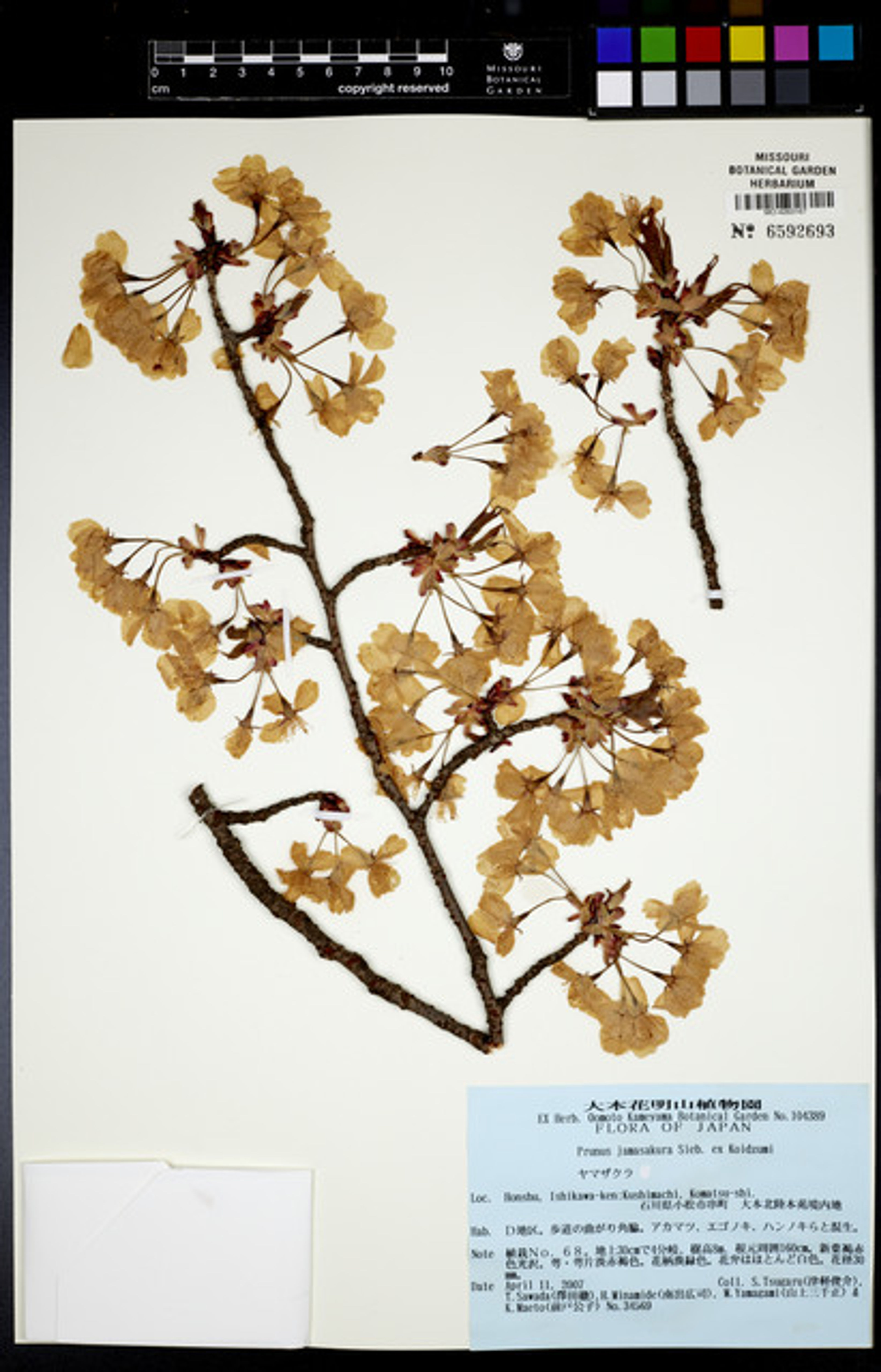 Prunus jamasakura - 153