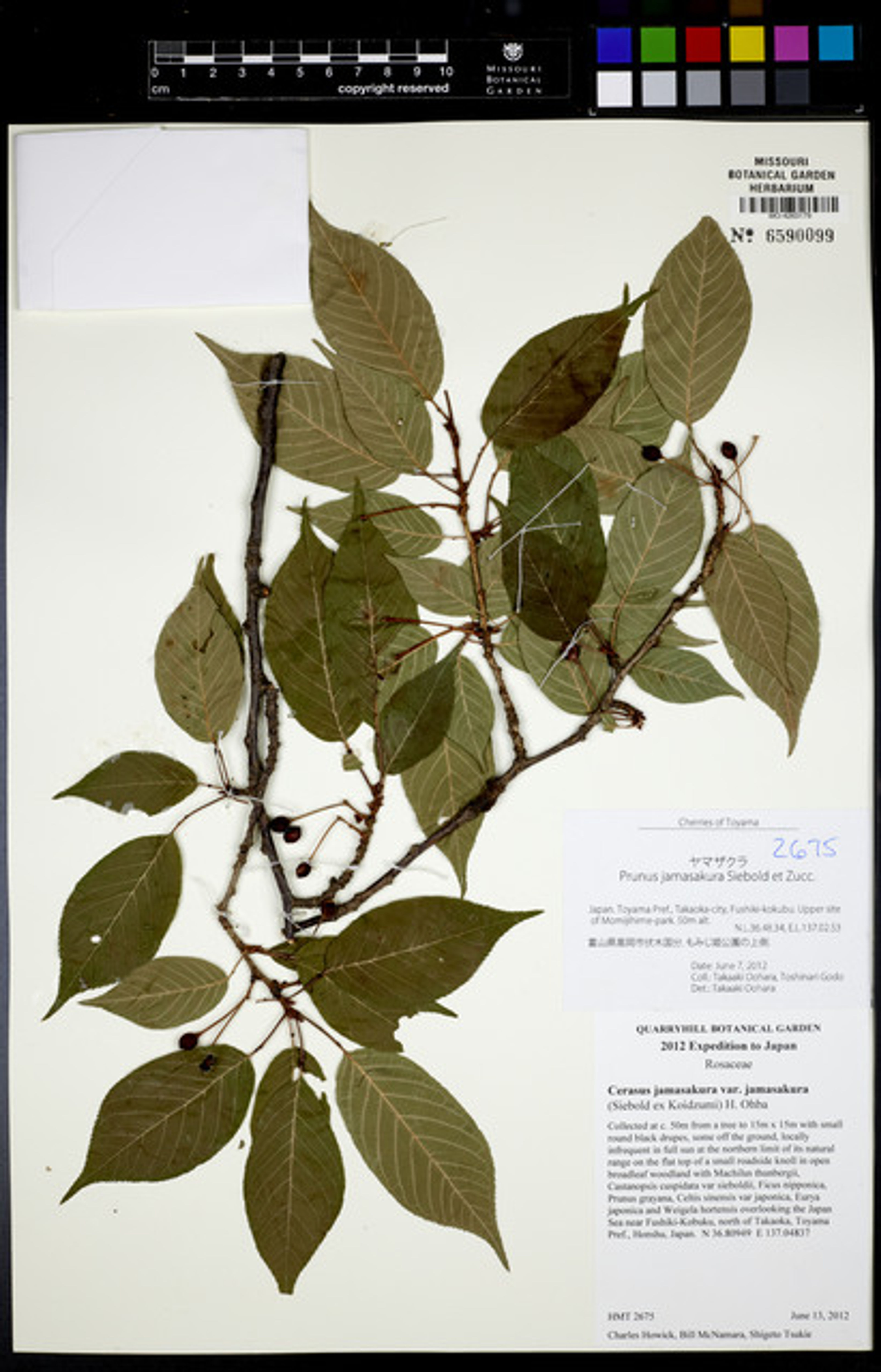 Prunus jamasakura - 9