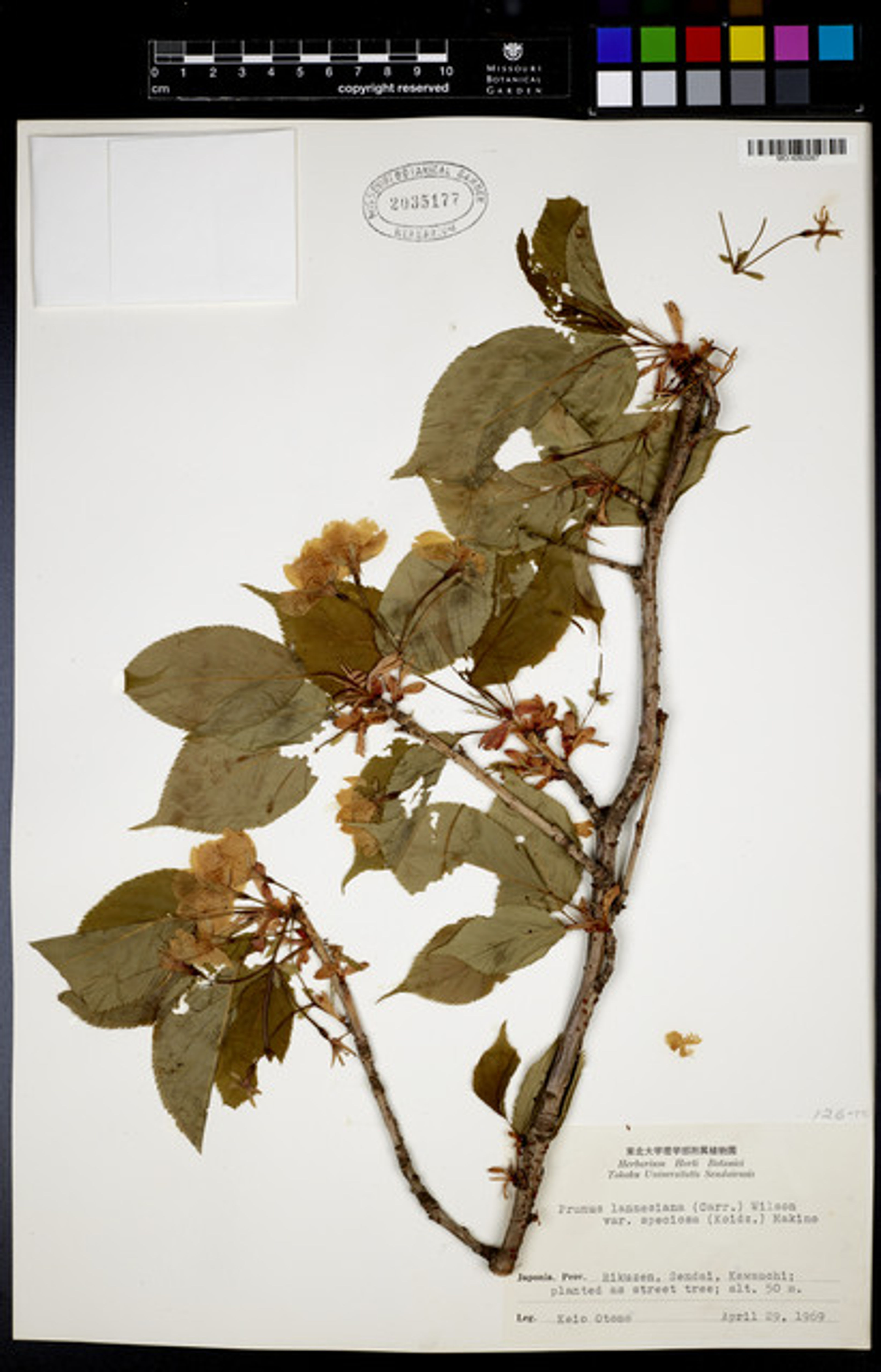 Prunus lannesiana - 62