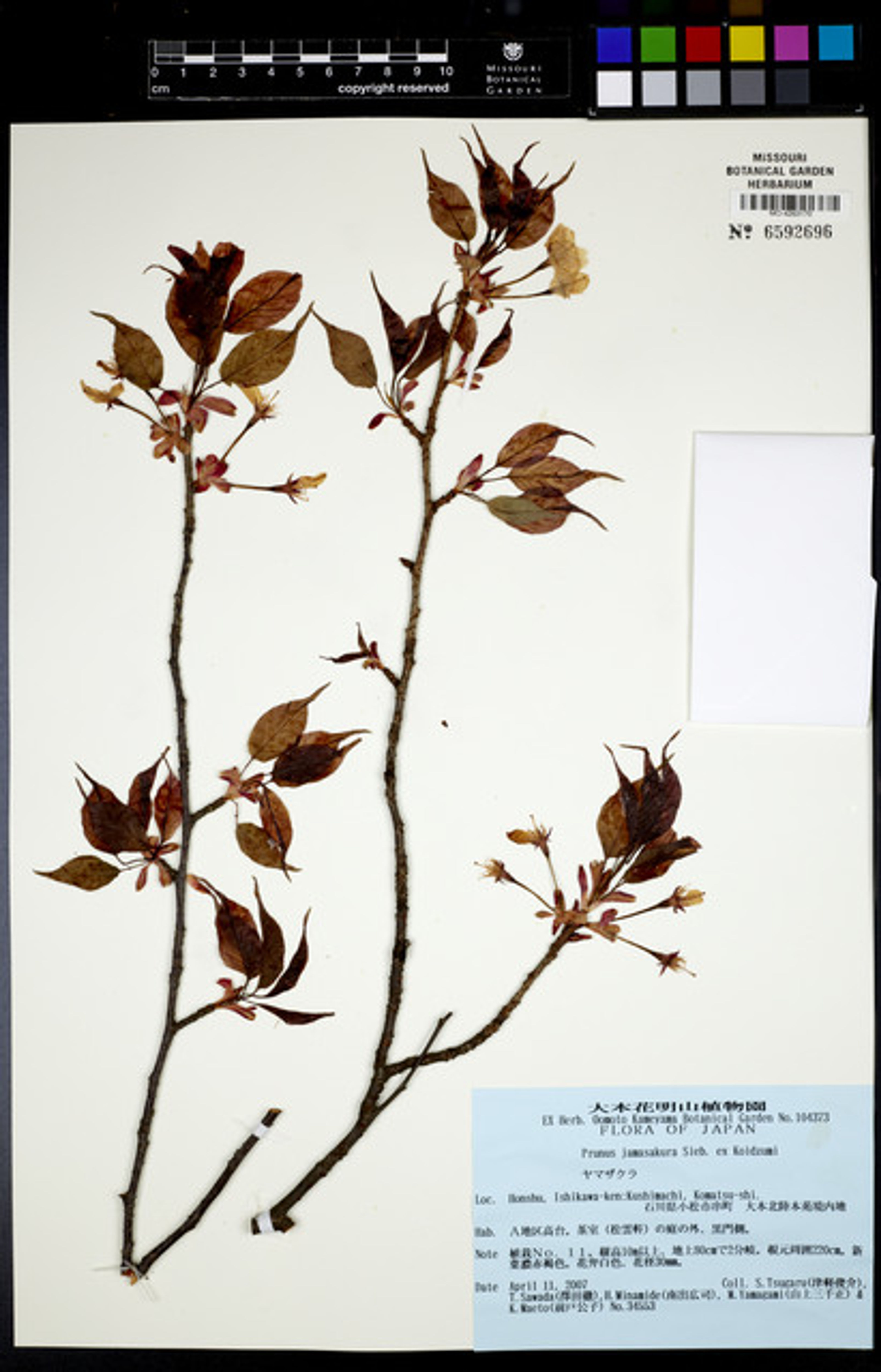 Prunus jamasakura - 149