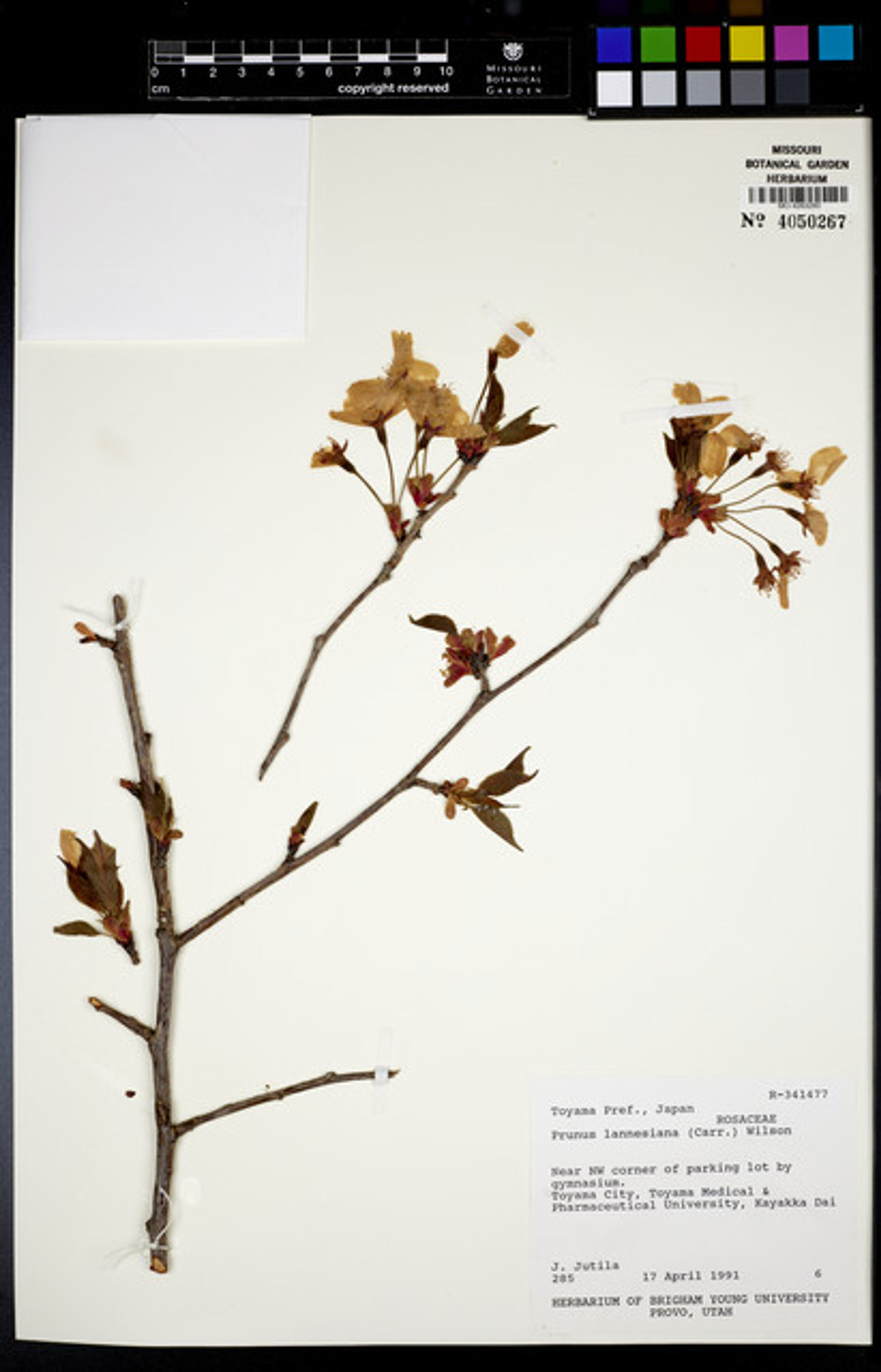Prunus lannesiana - 71
