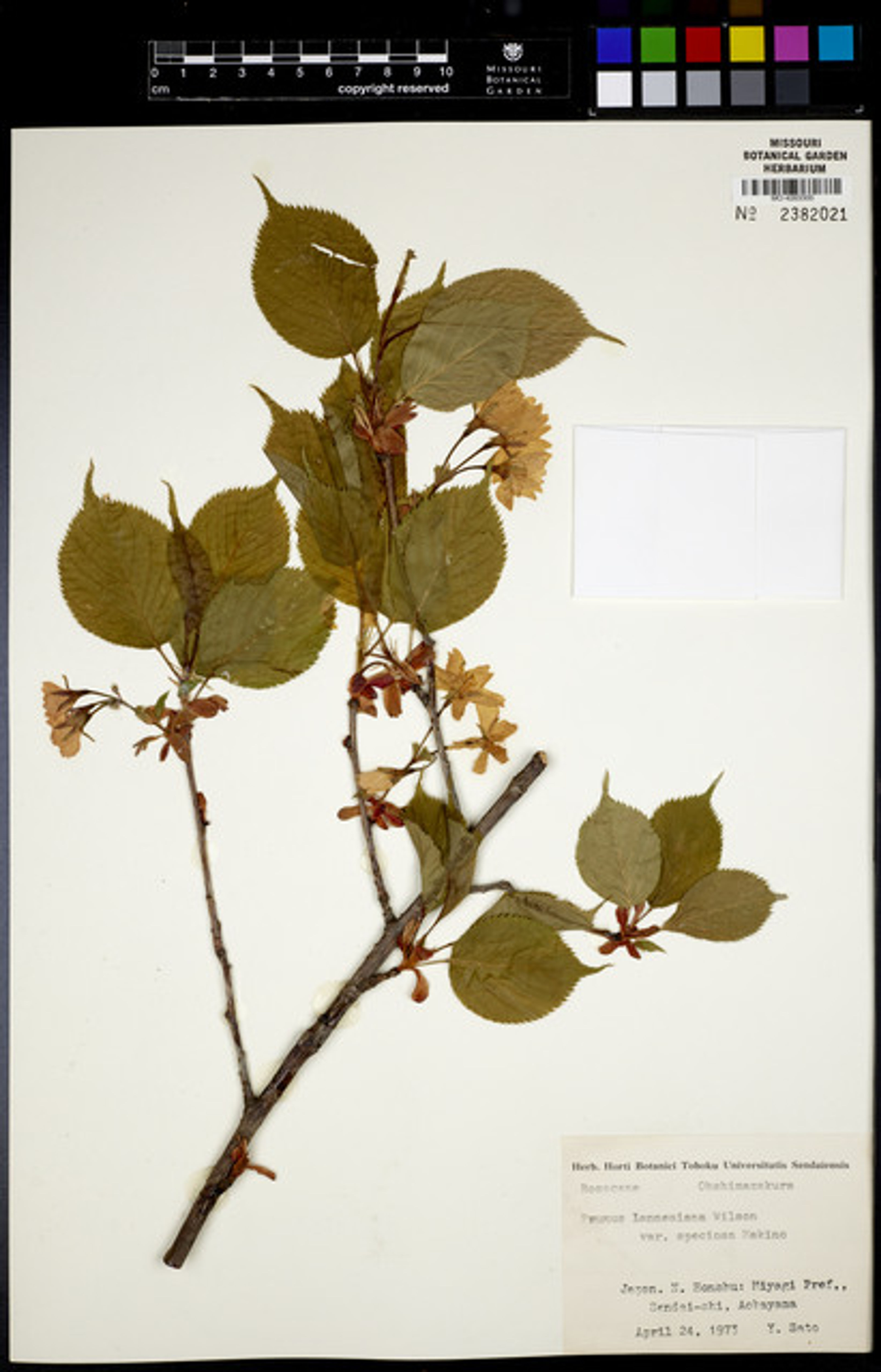Prunus lannesiana - 39
