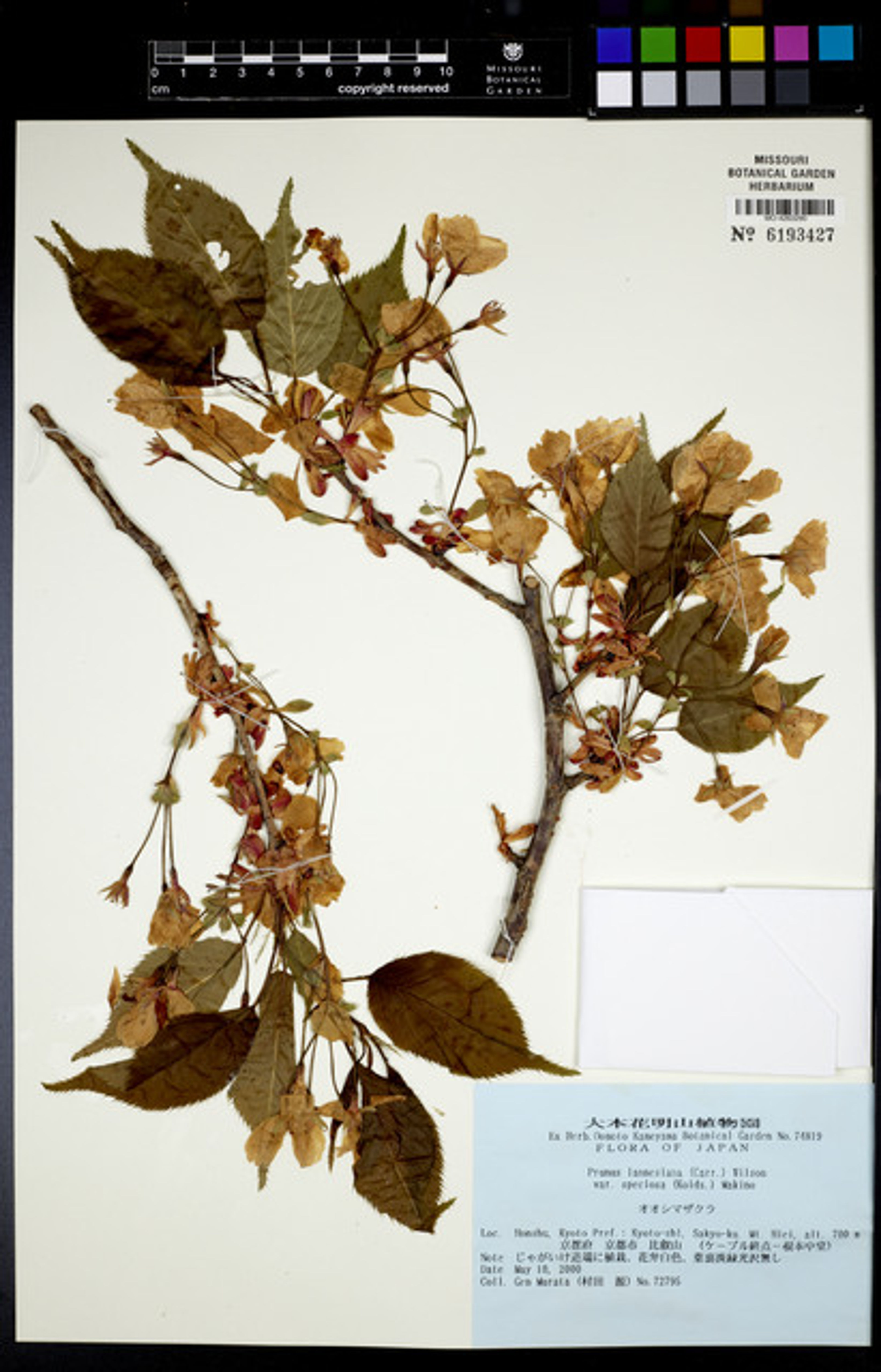 Prunus lannesiana - 83