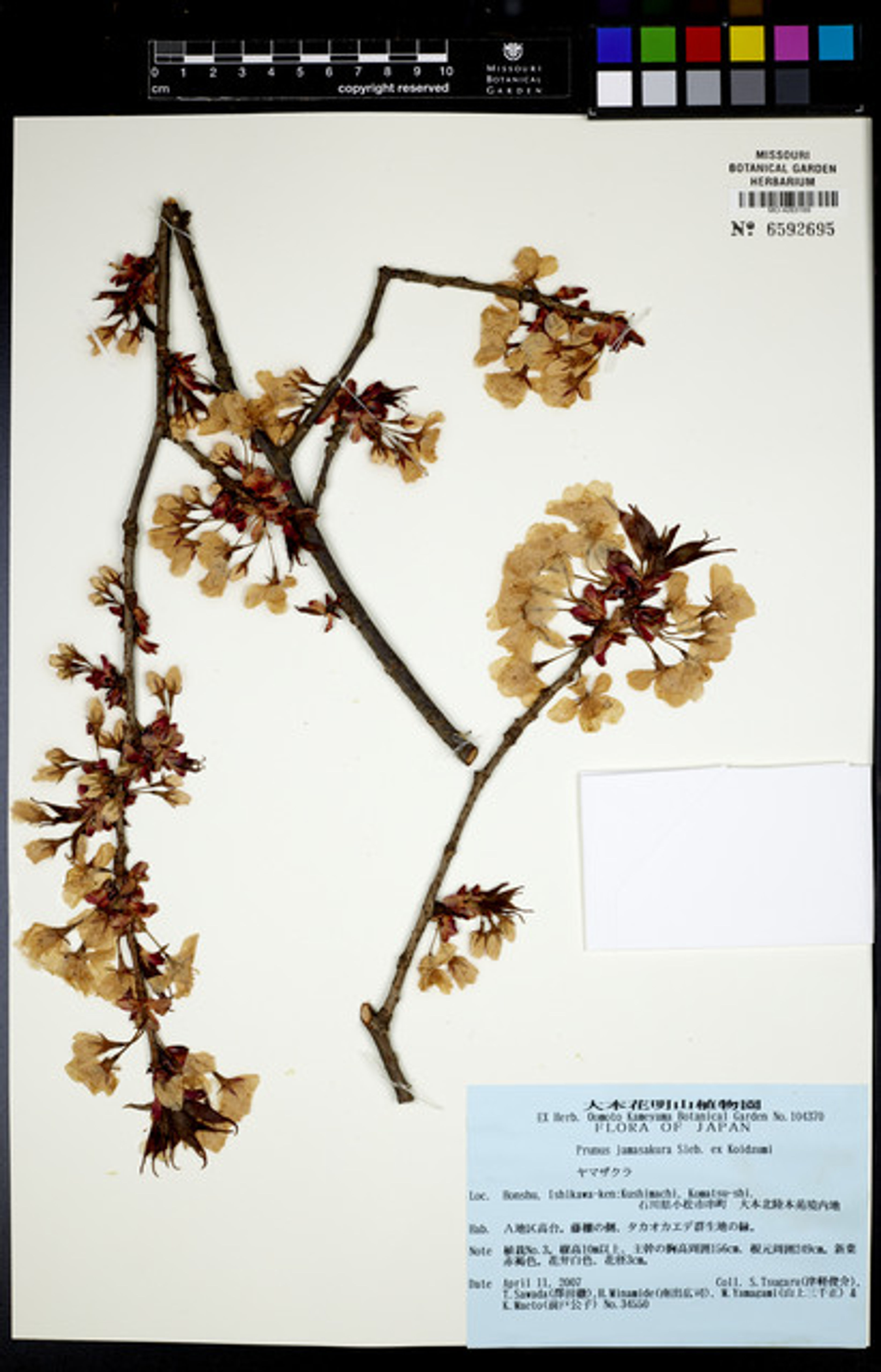 Prunus jamasakura - 20