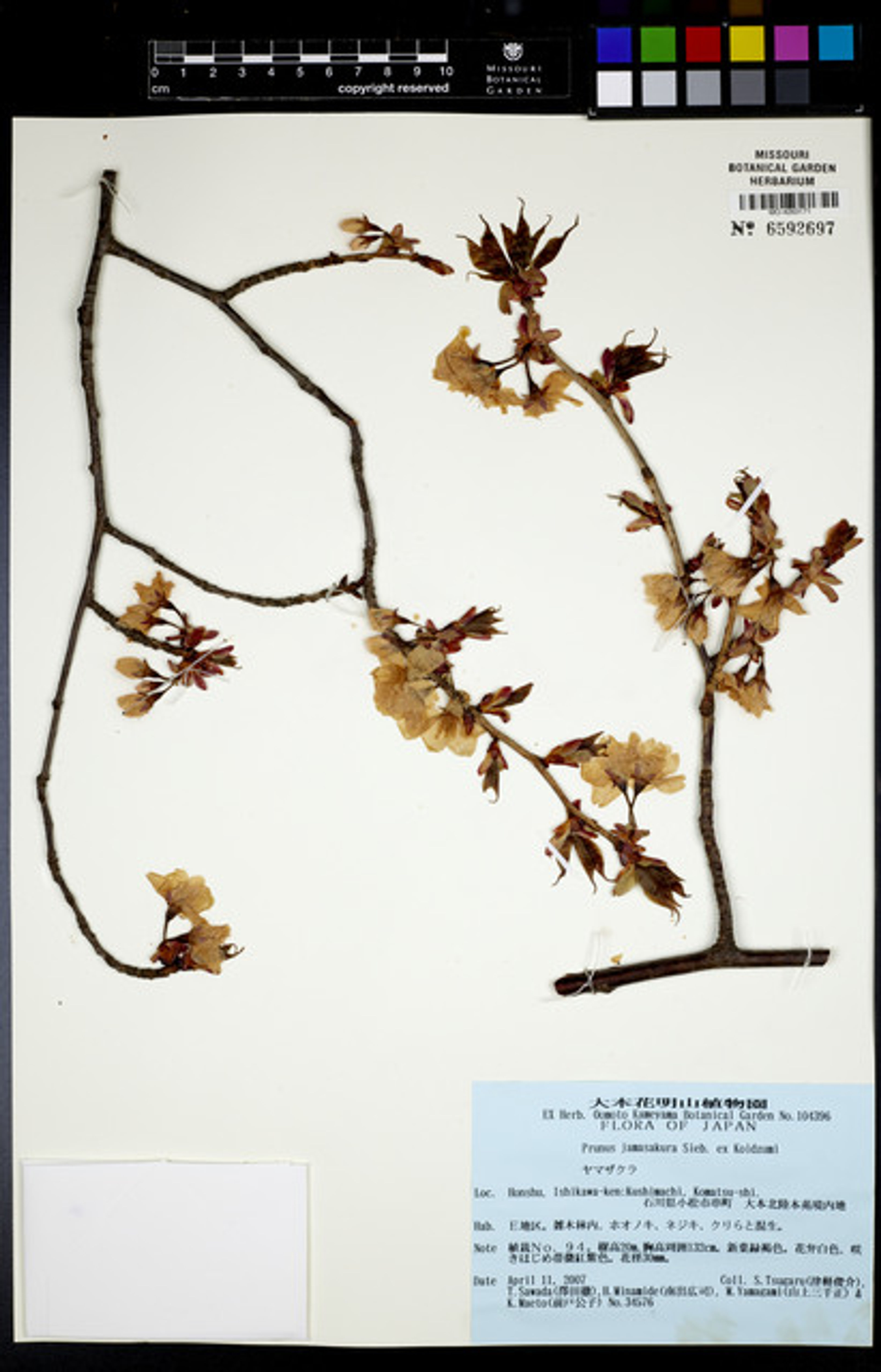 Prunus jamasakura - 107