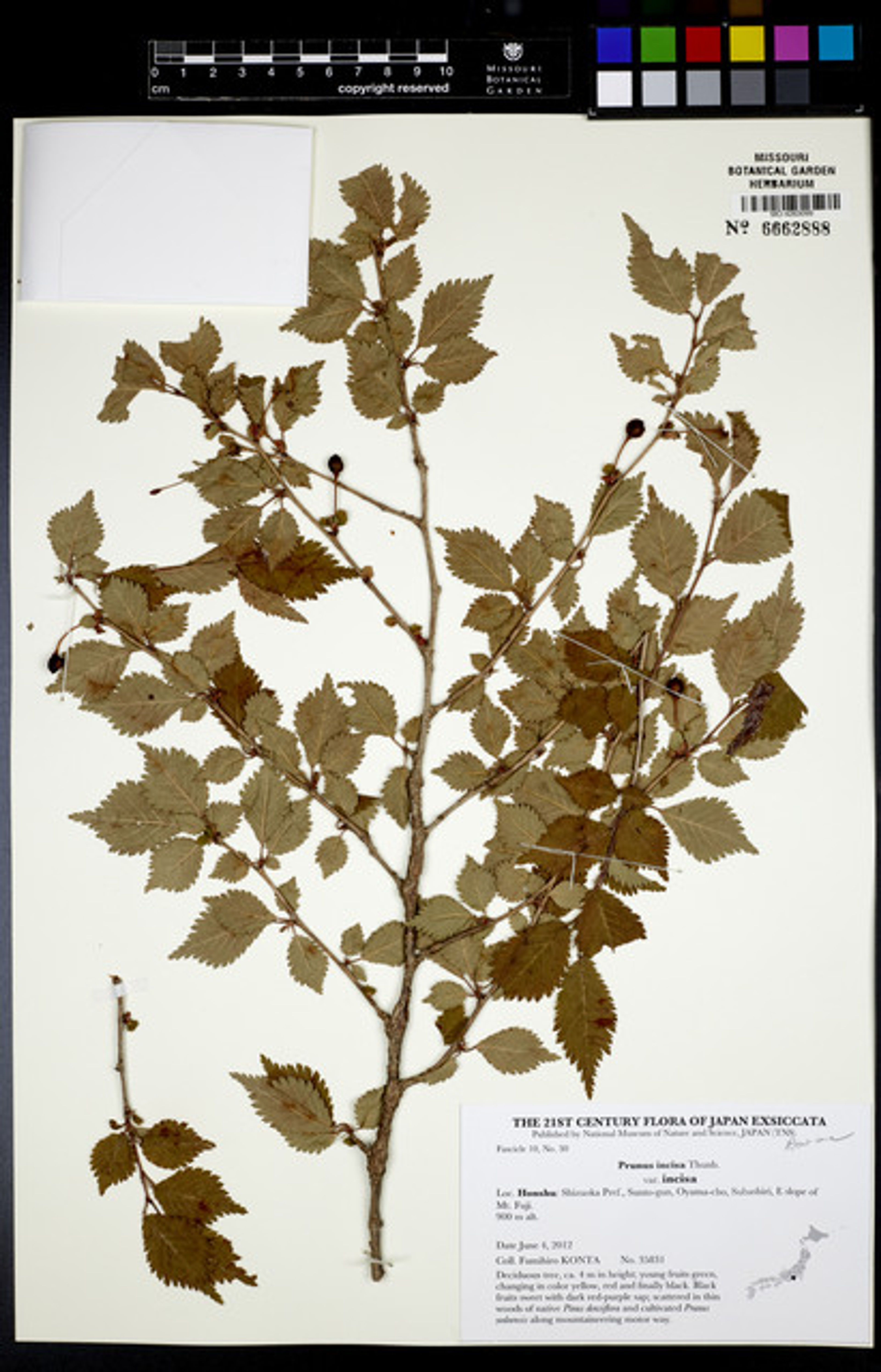 Prunus incisa - 50