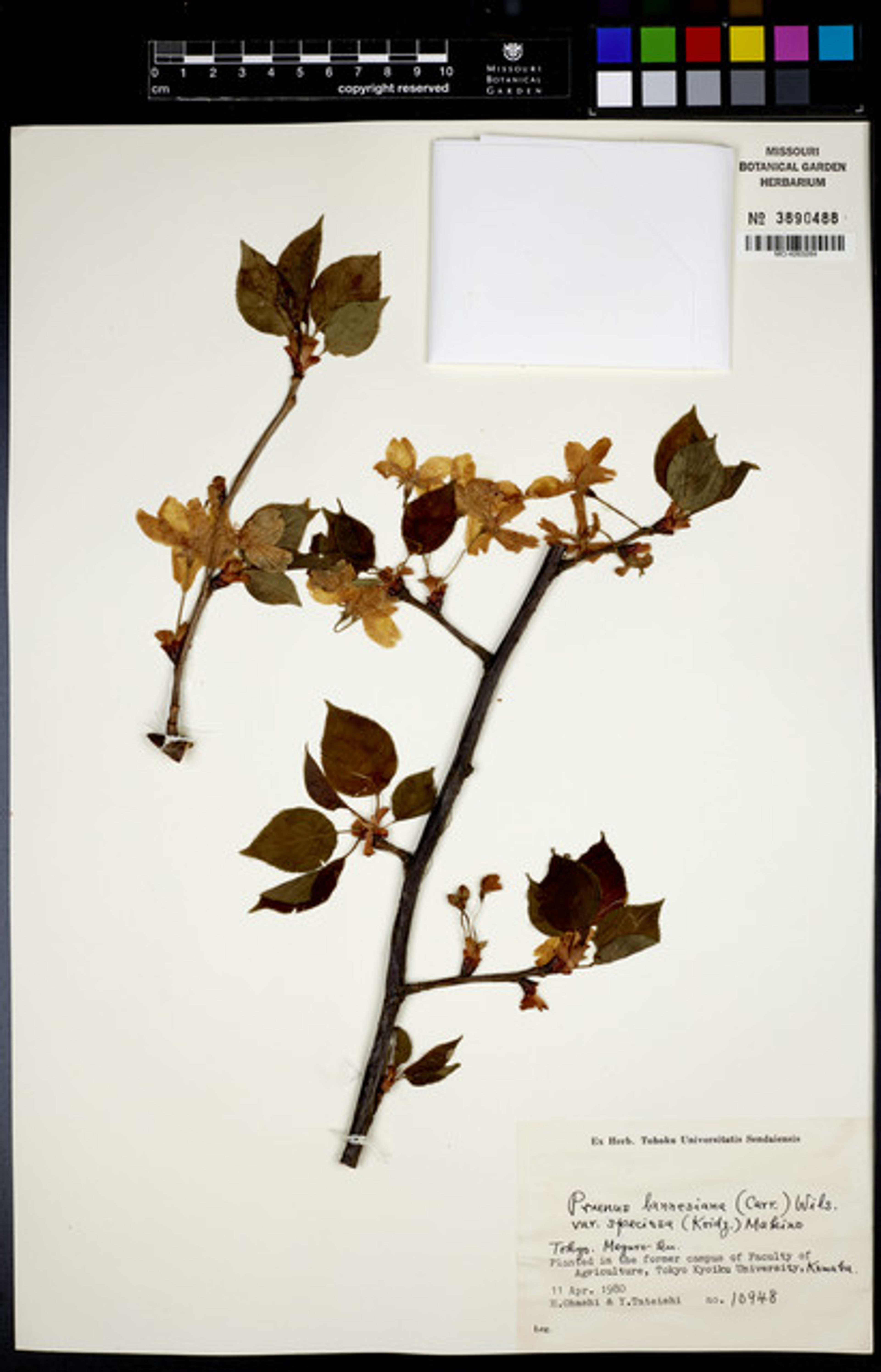 Prunus lannesiana - 13