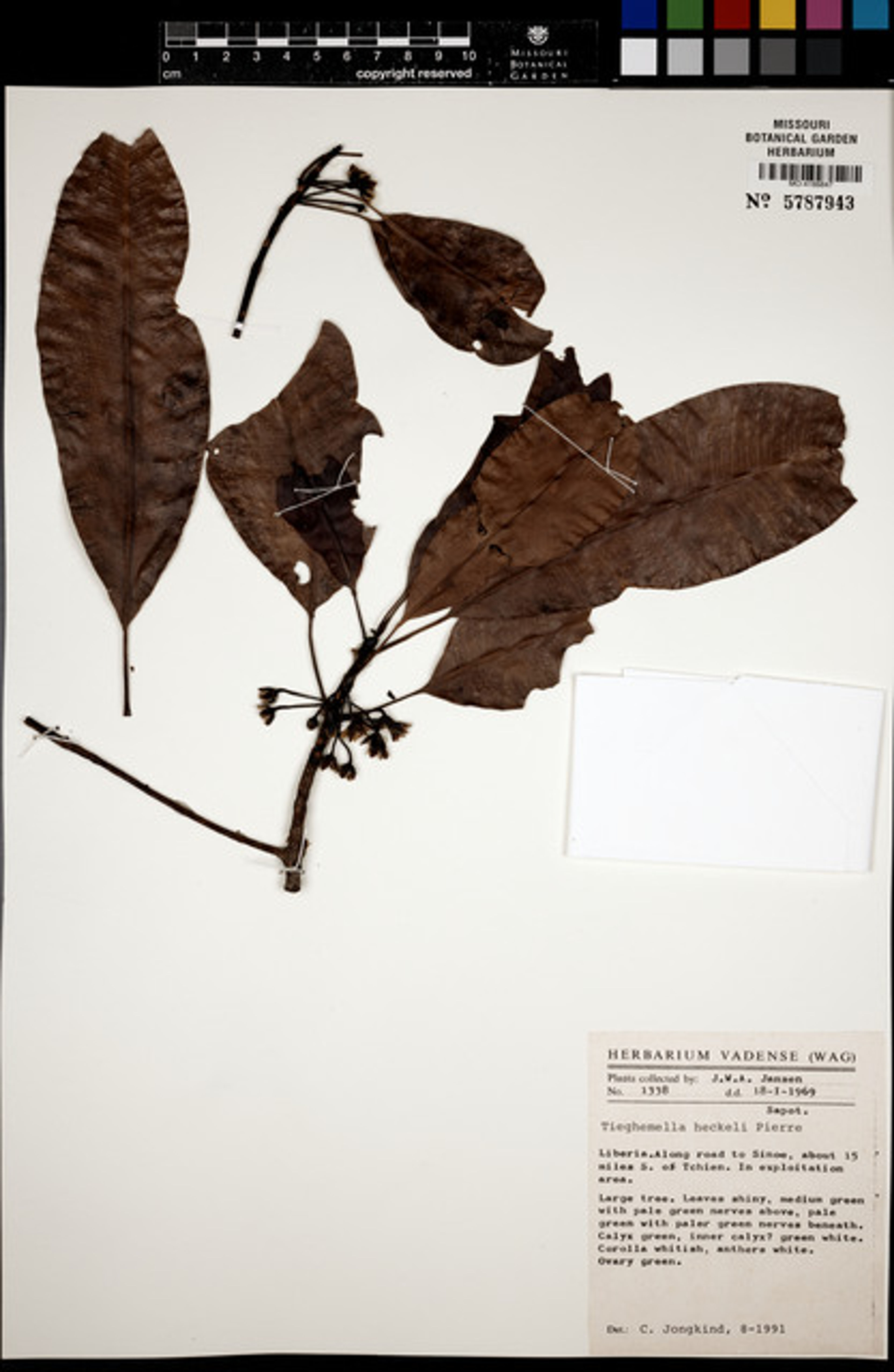 Tieghemella heckelii - 56