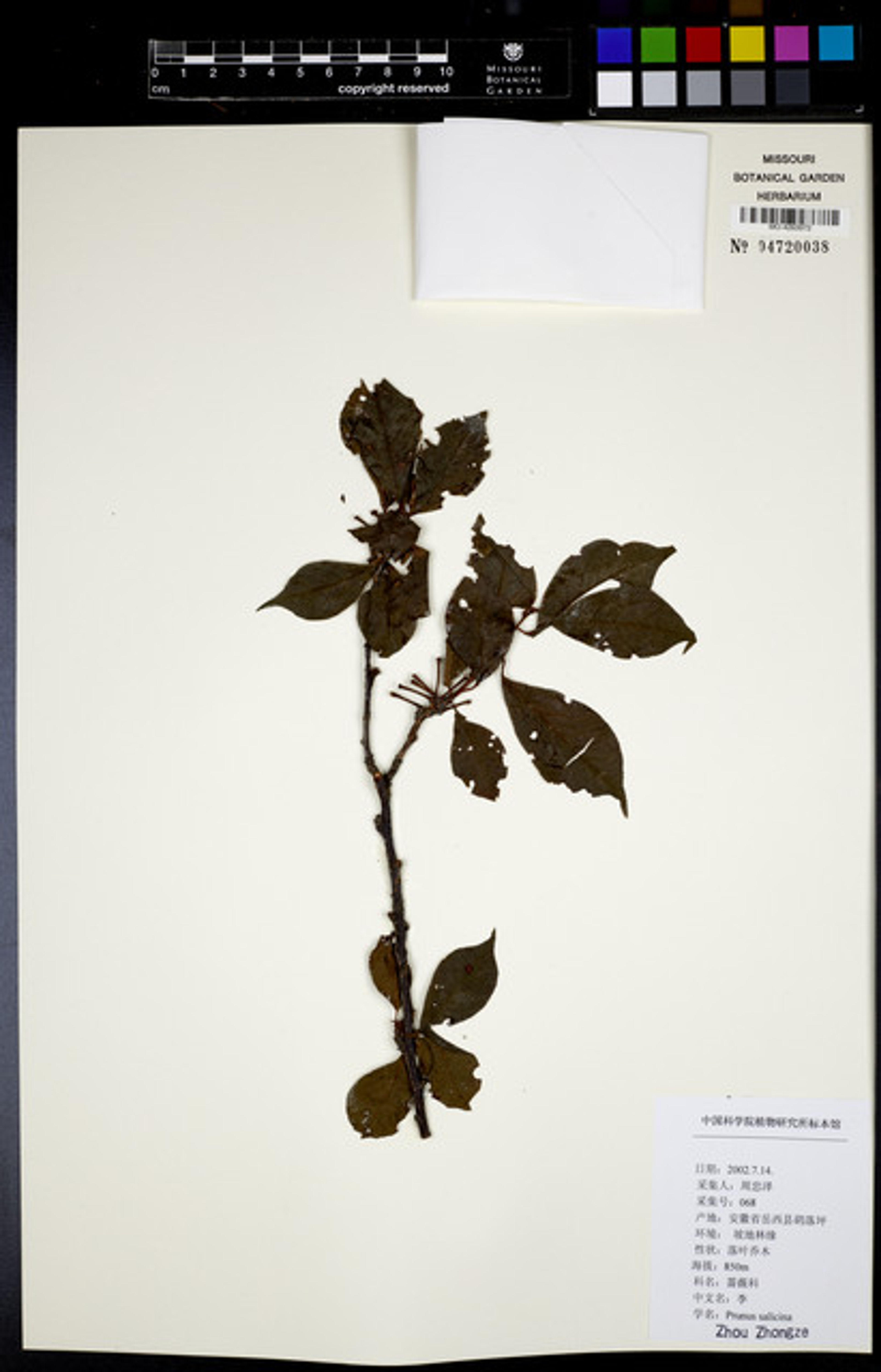 Prunus salicina - 187