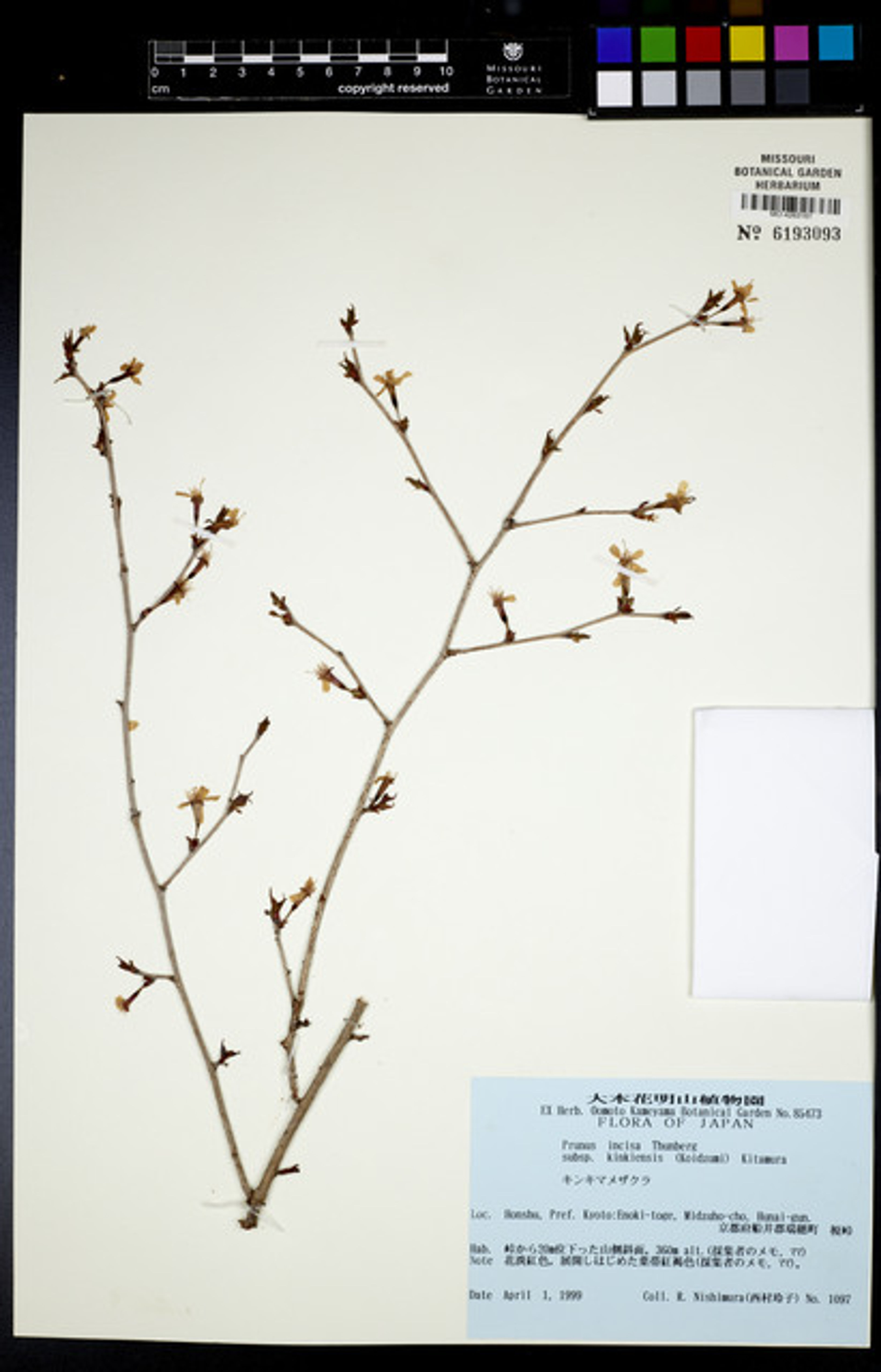 Prunus incisa - 40