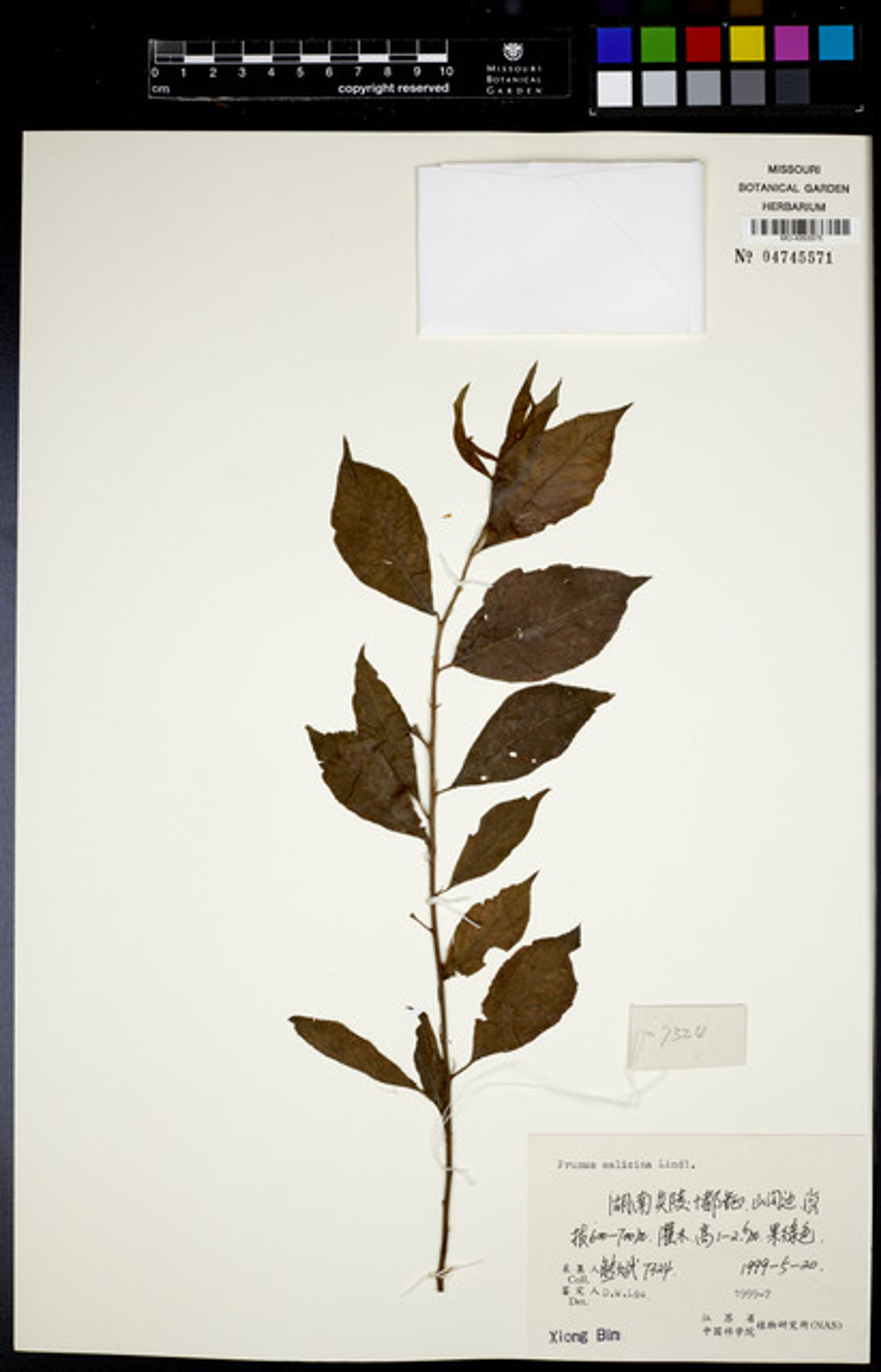 Prunus salicina - 67
