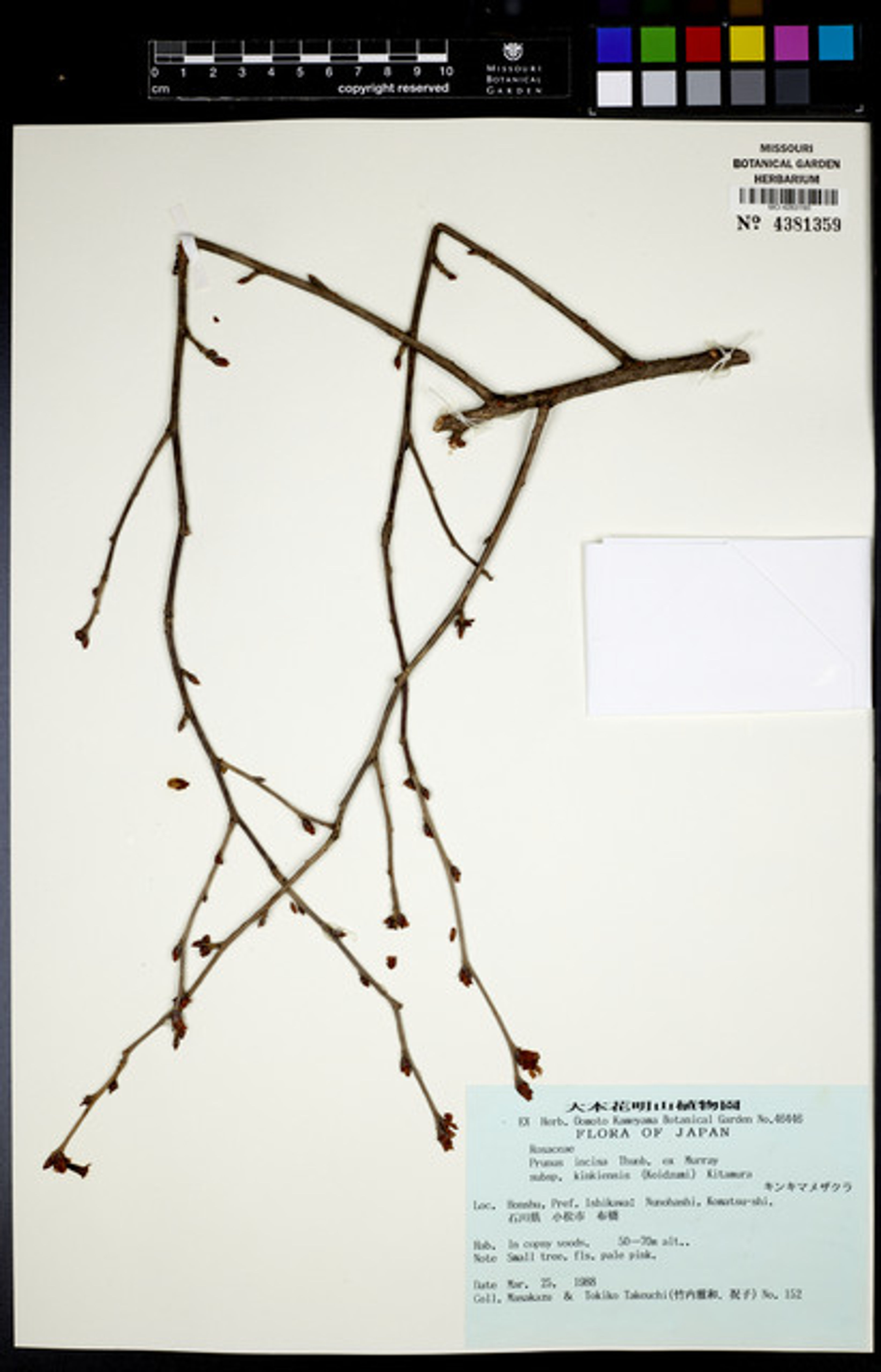 Prunus incisa - 61