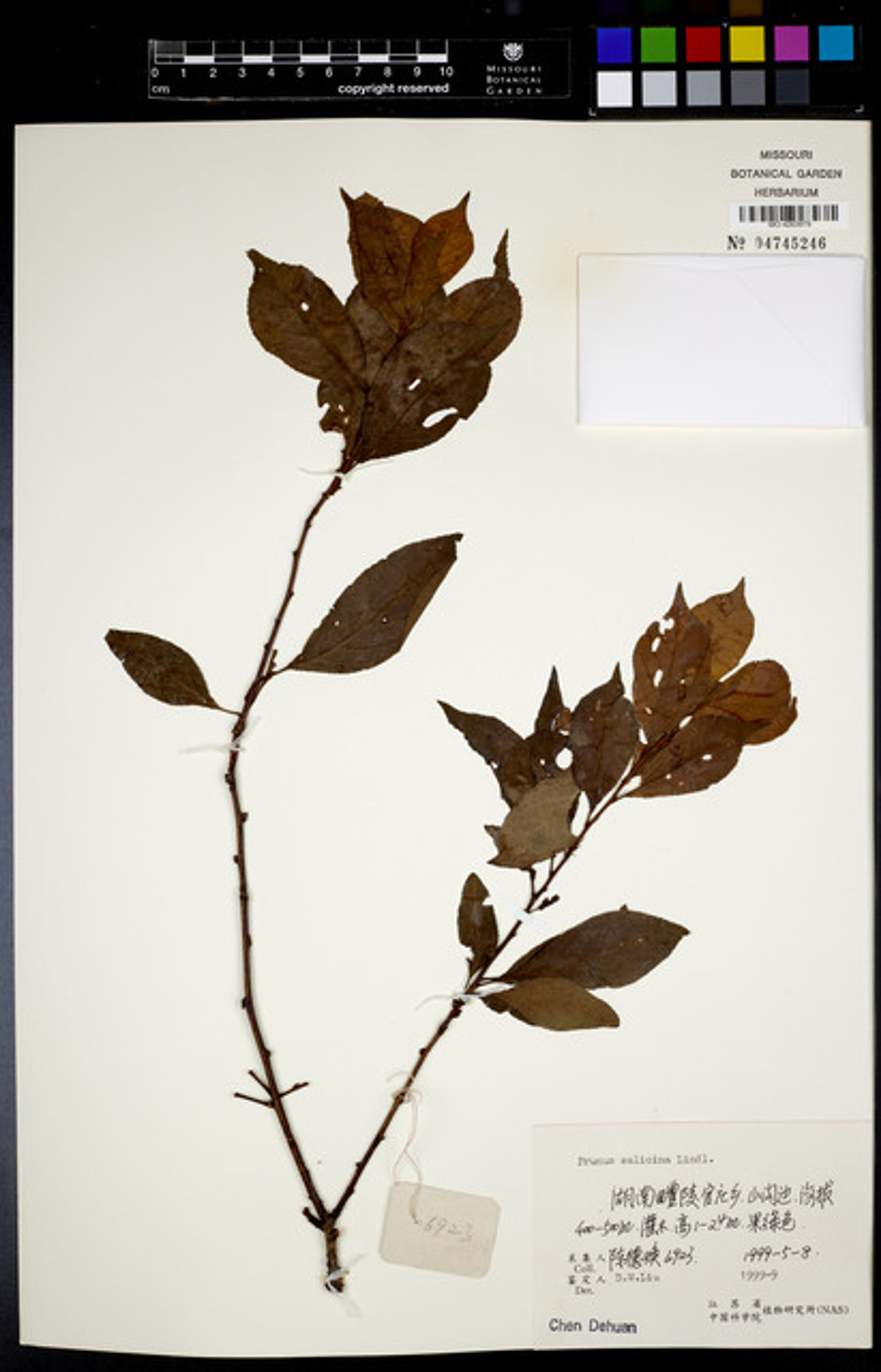 Prunus salicina - 322