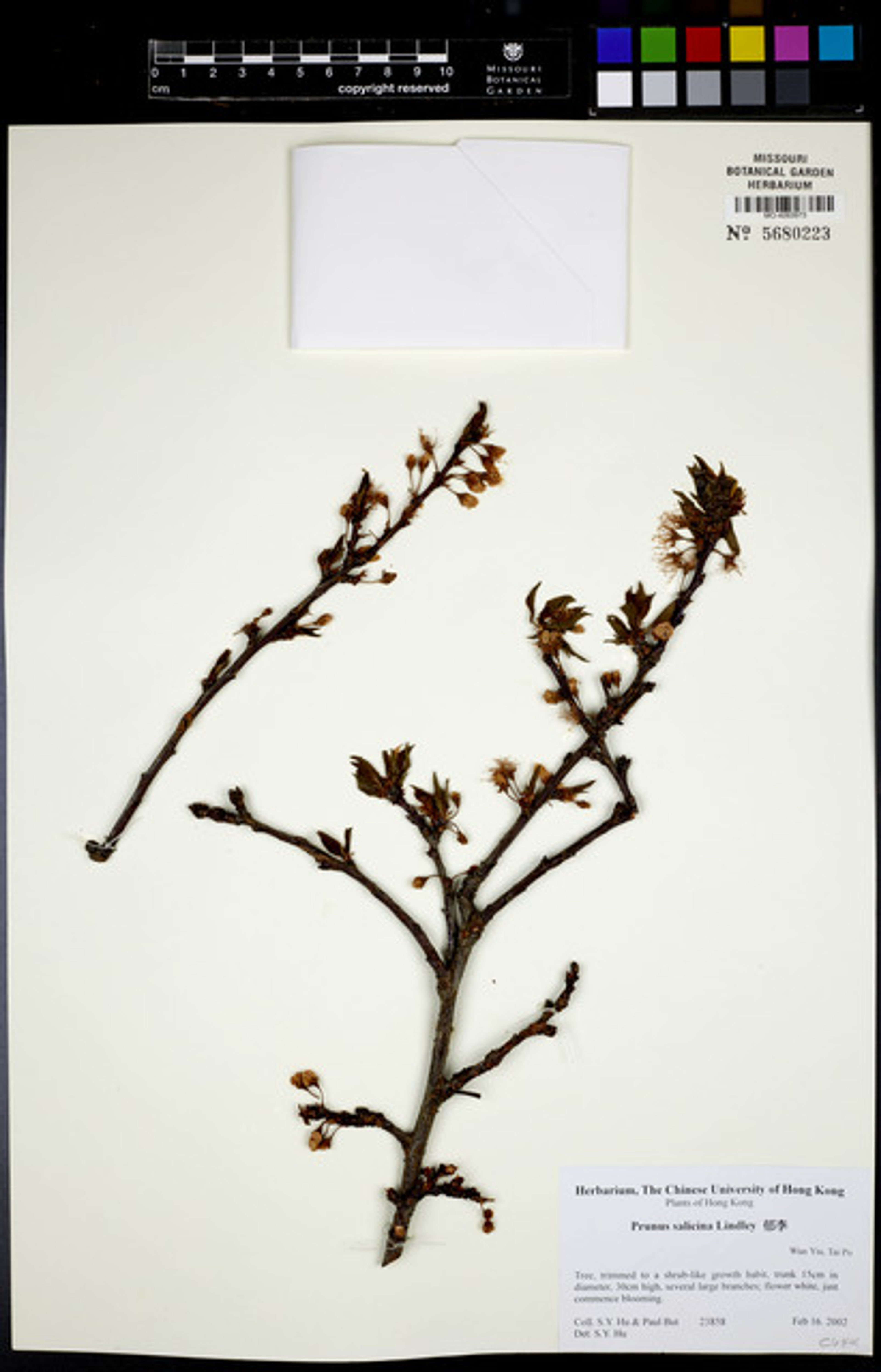 Prunus salicina - 211