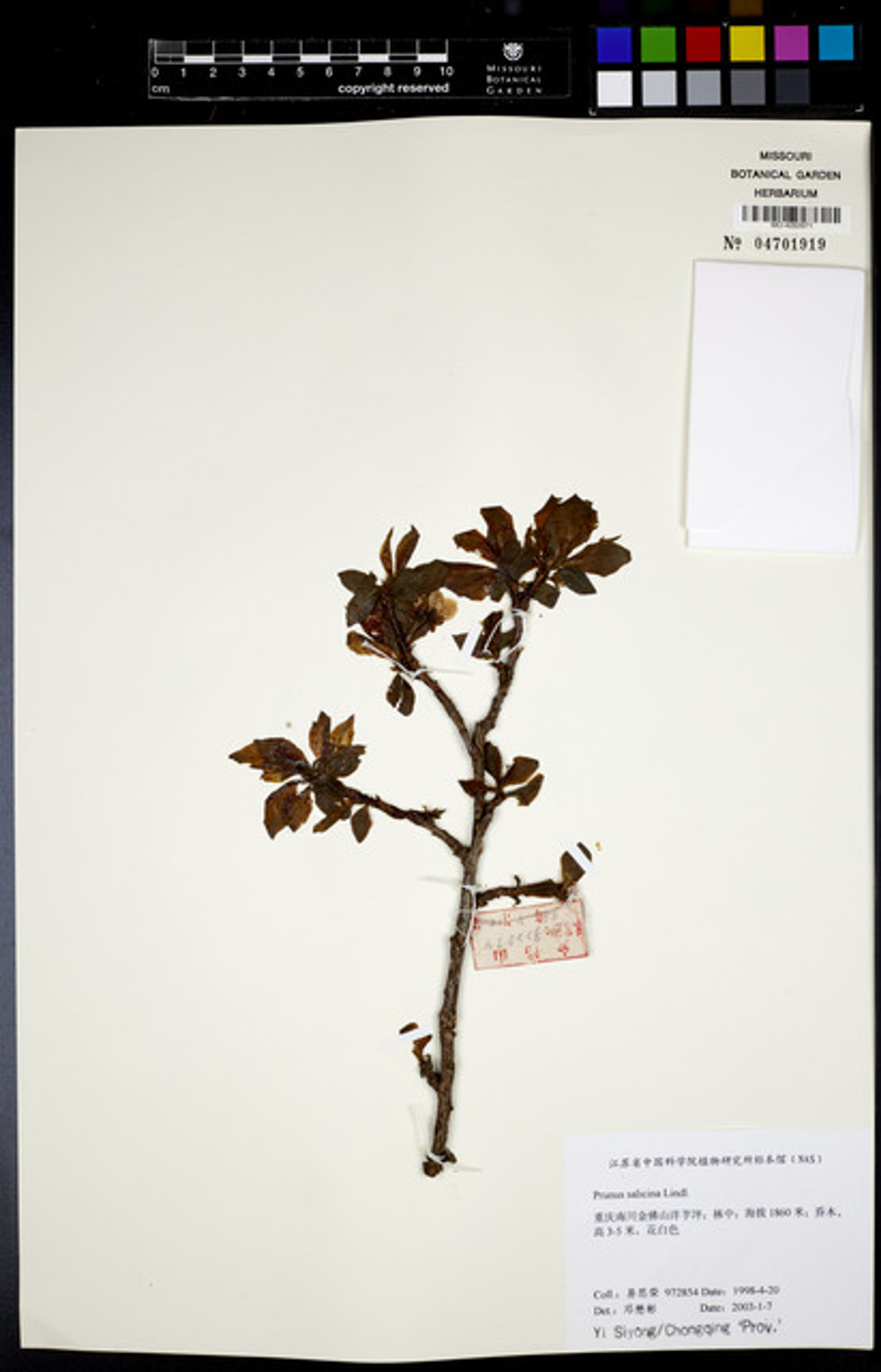 Prunus salicina - 363