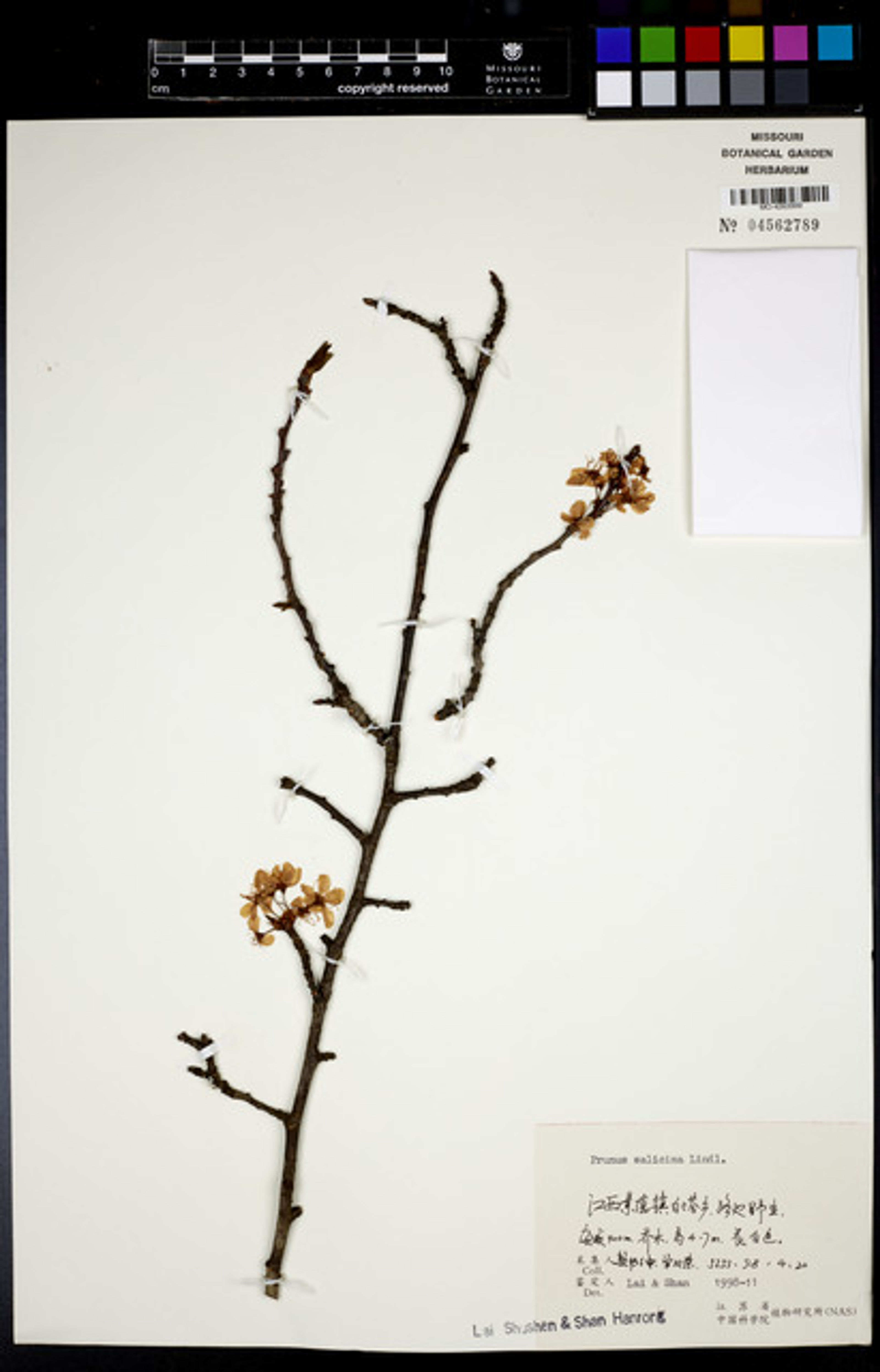 Prunus salicina - 159