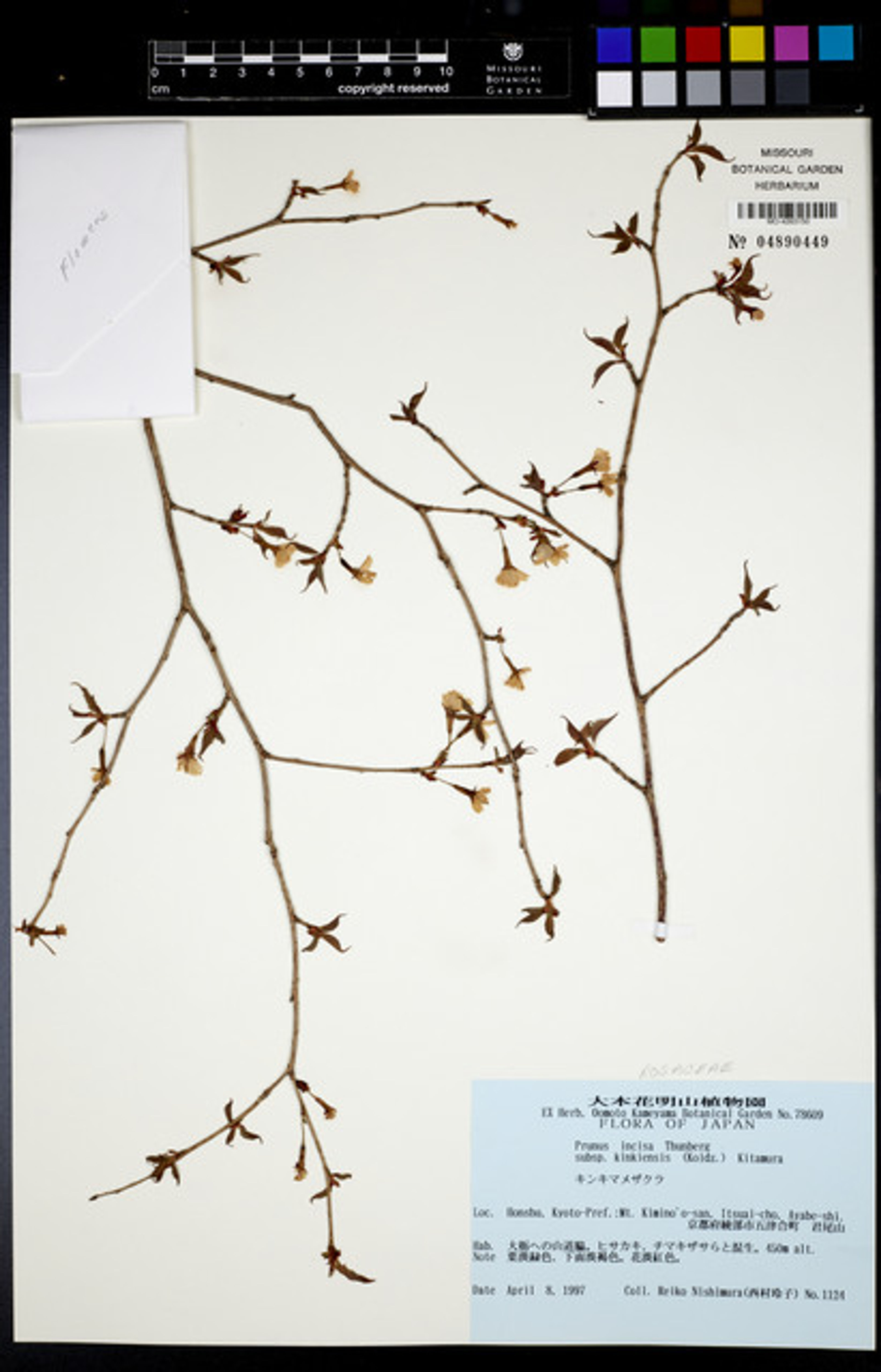 Prunus incisa - 43