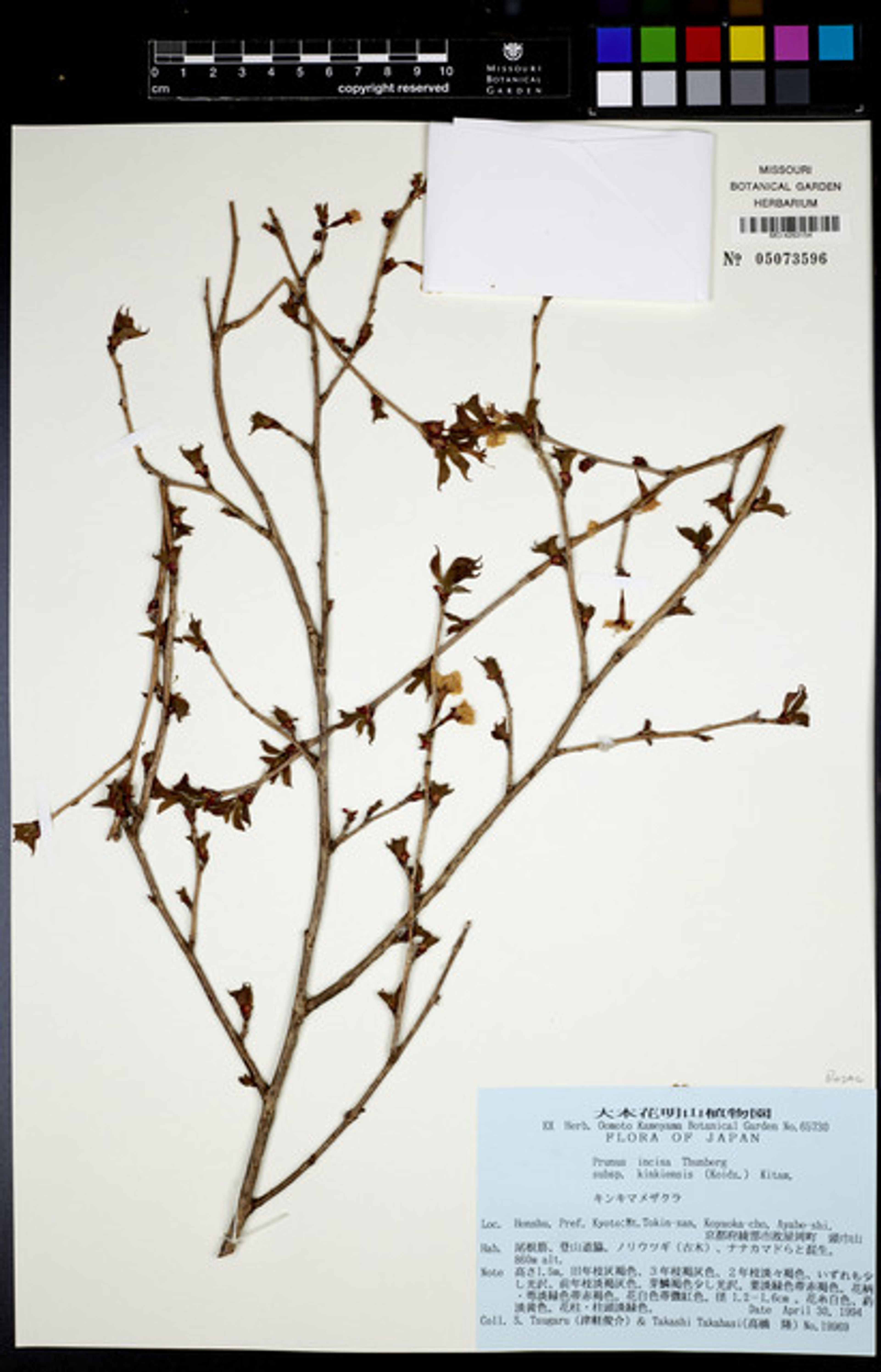 Prunus incisa - 11