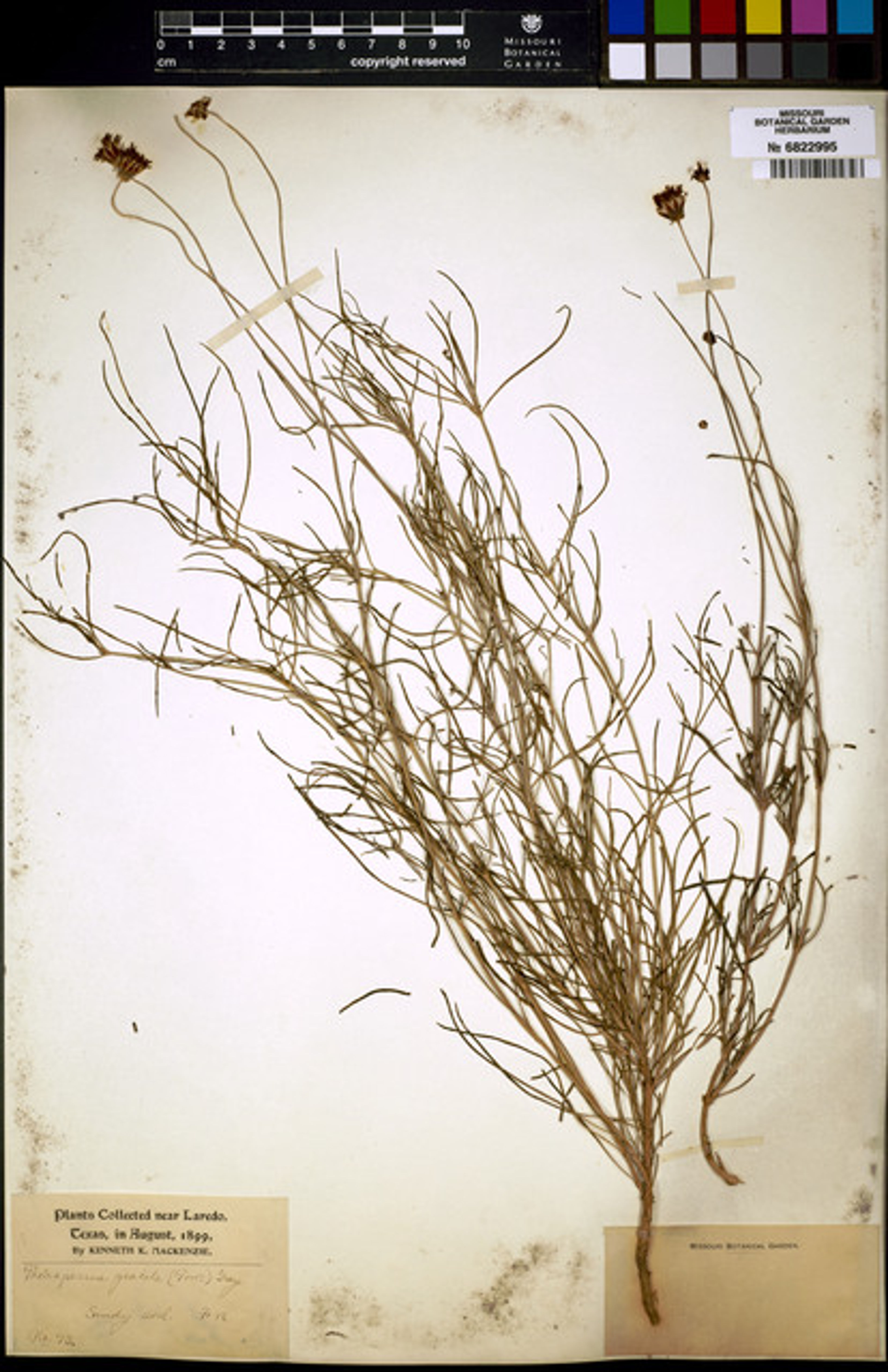 Thelesperma gracile - 78