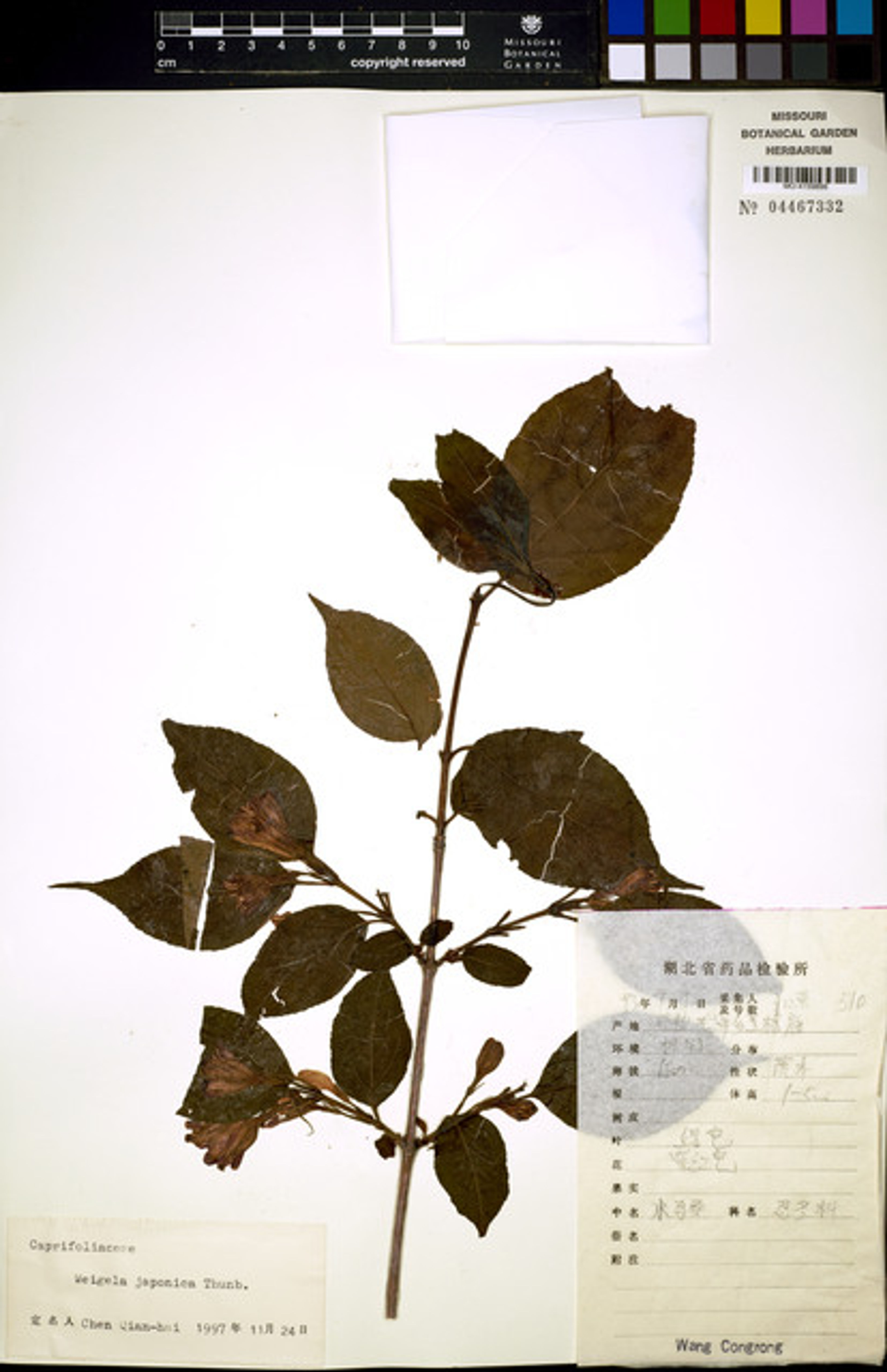 Weigela japonica - 49
