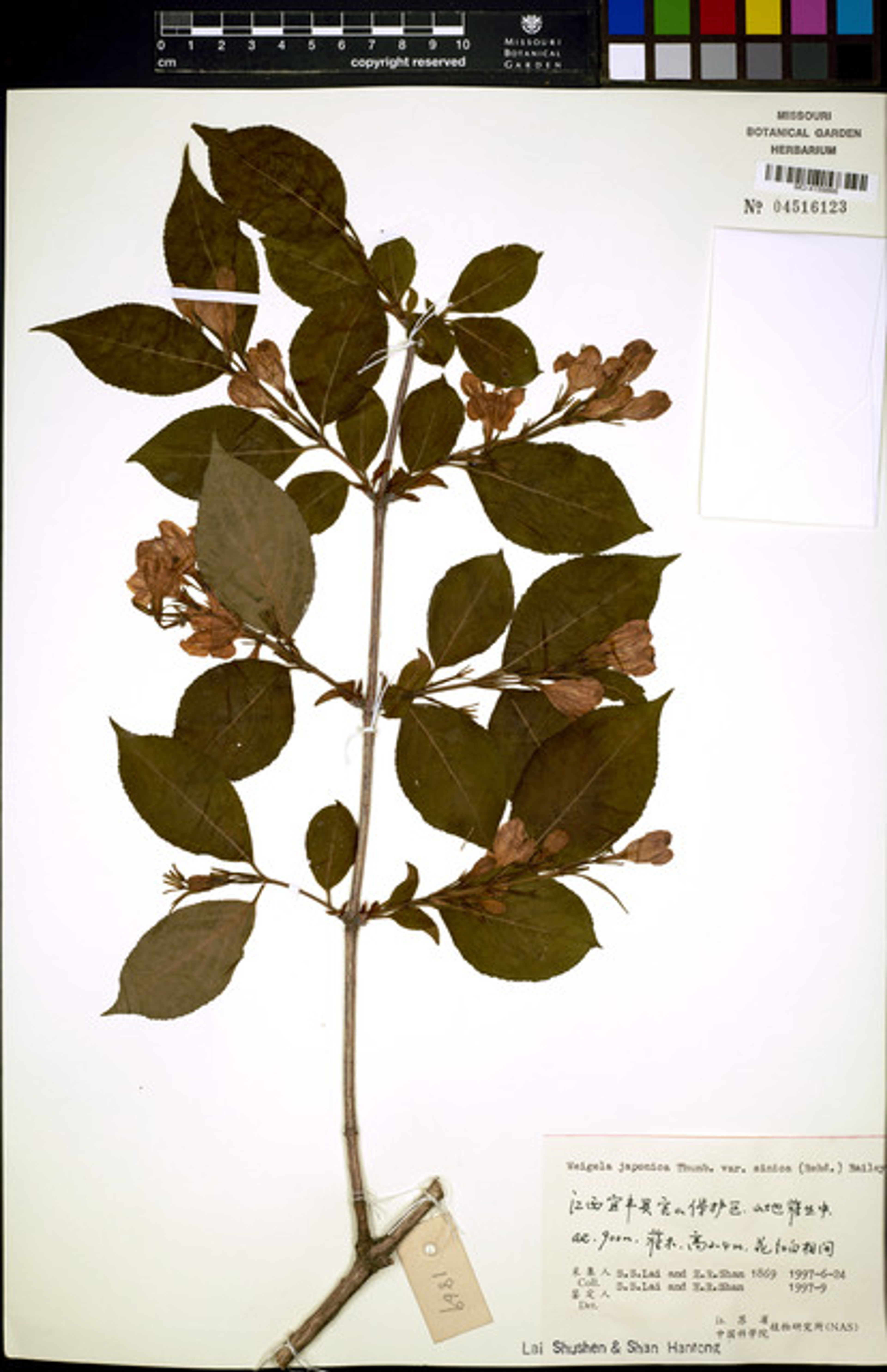 Weigela japonica - 4