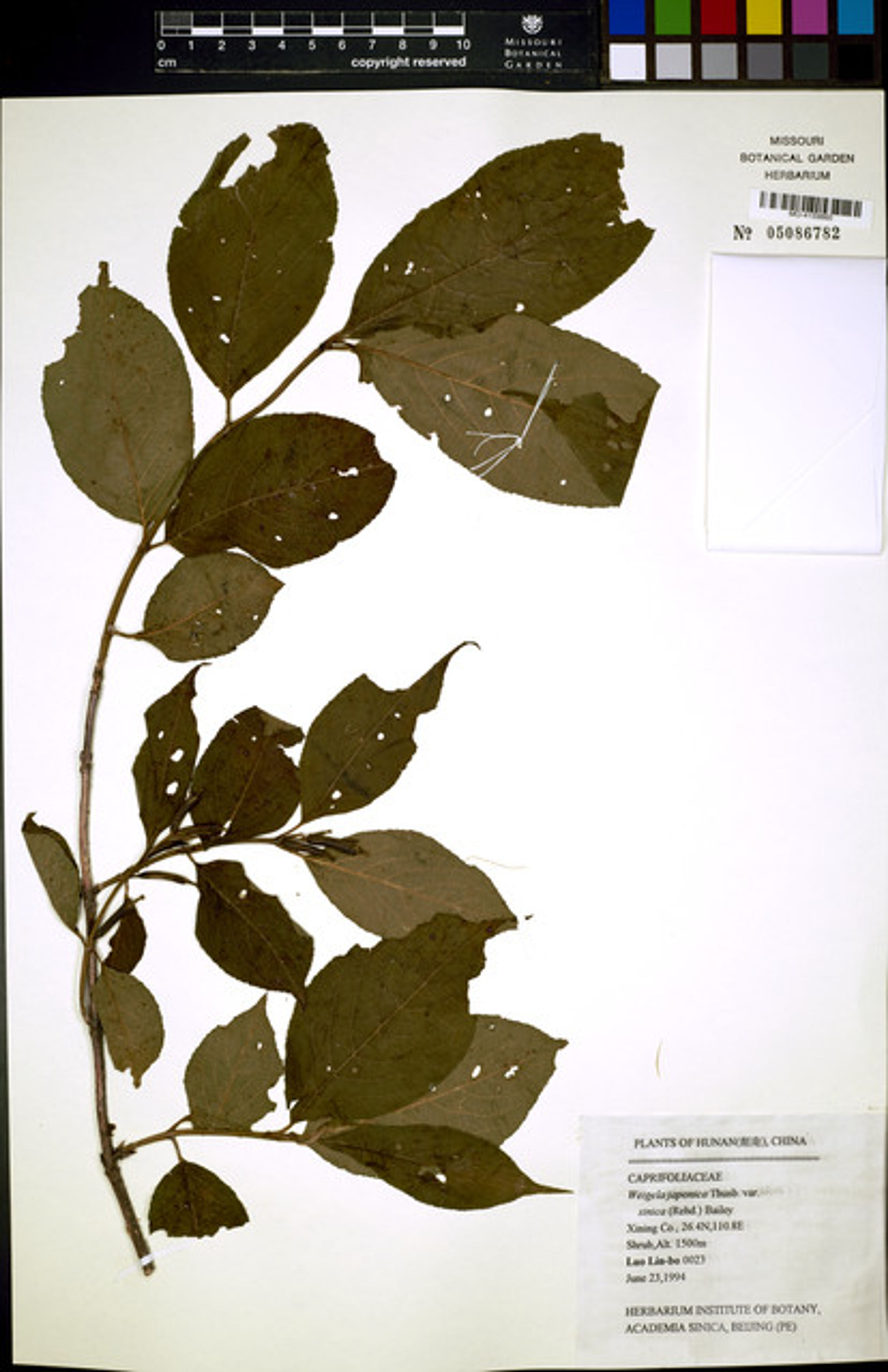Weigela japonica - 27