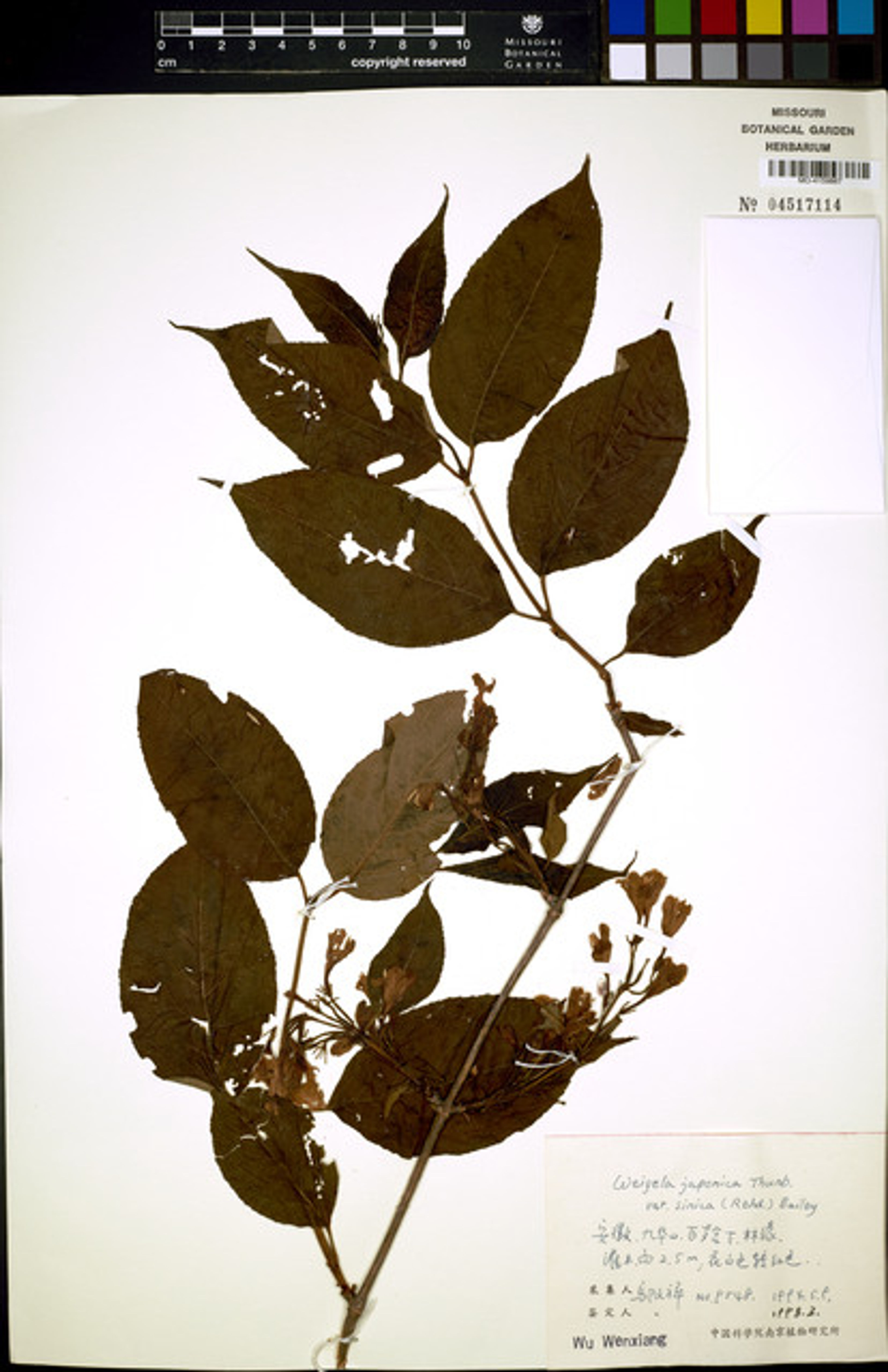Weigela japonica - 53