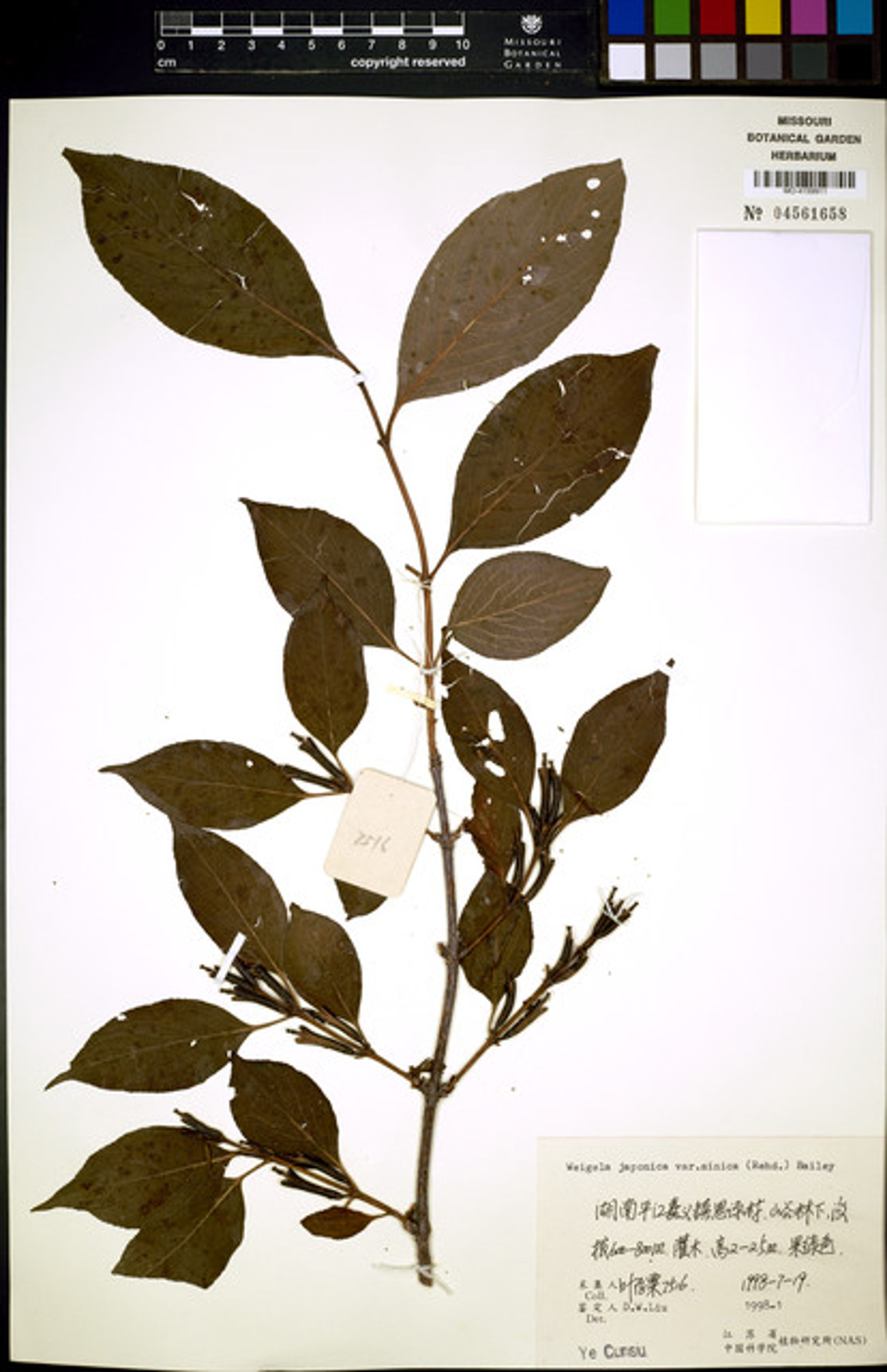 Weigela japonica - 95