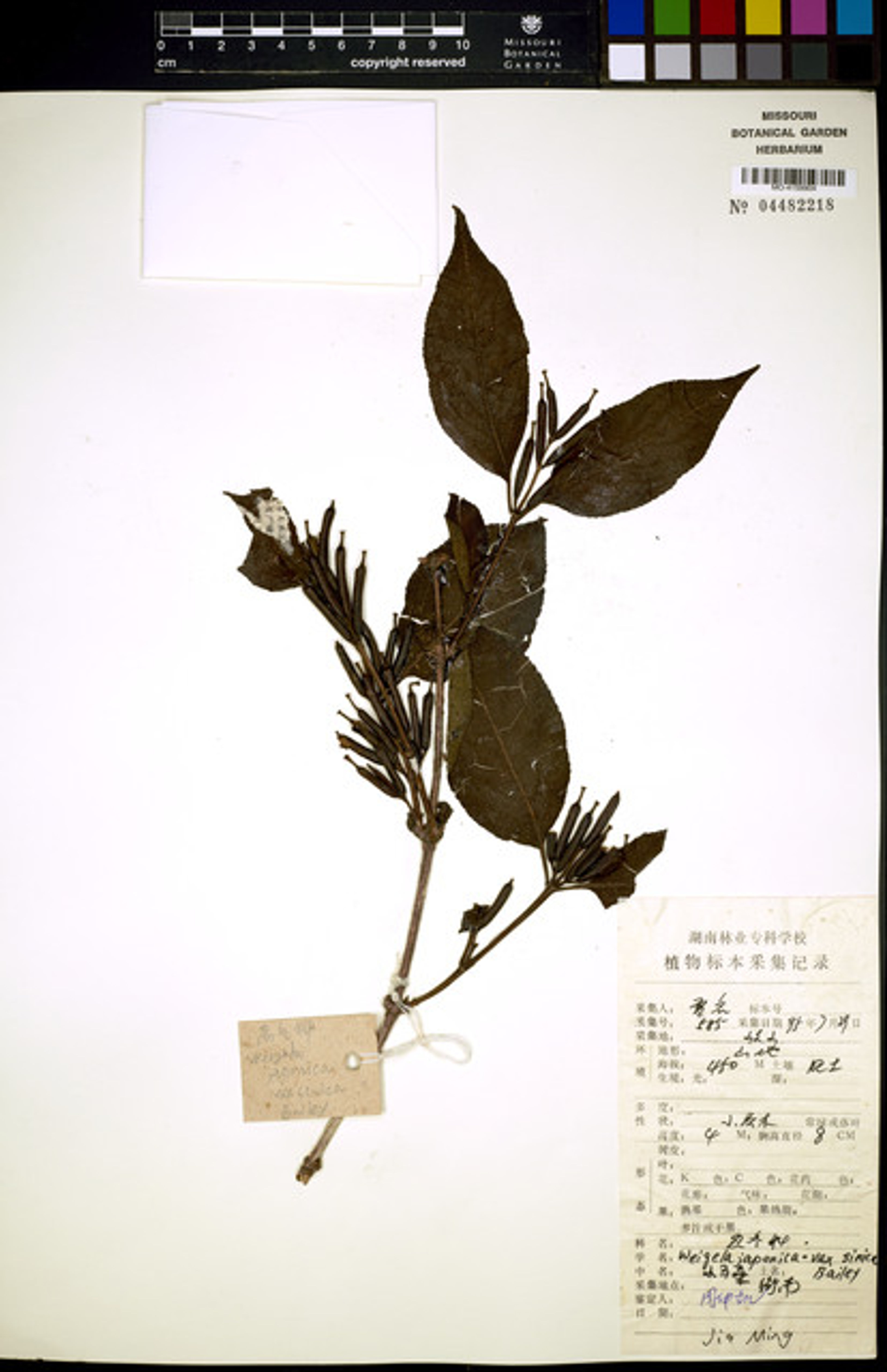 Weigela japonica - 26
