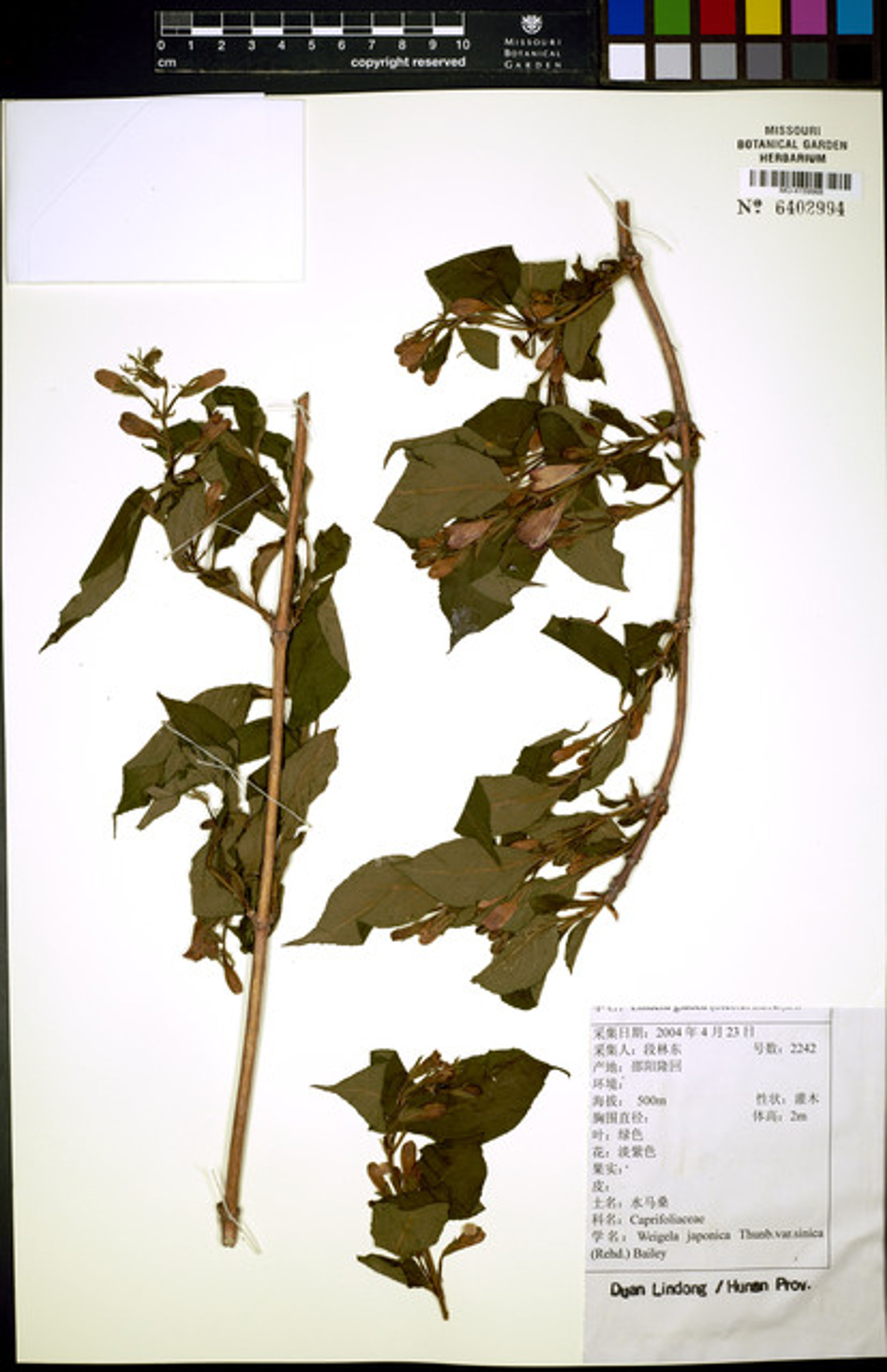 Weigela japonica - 89