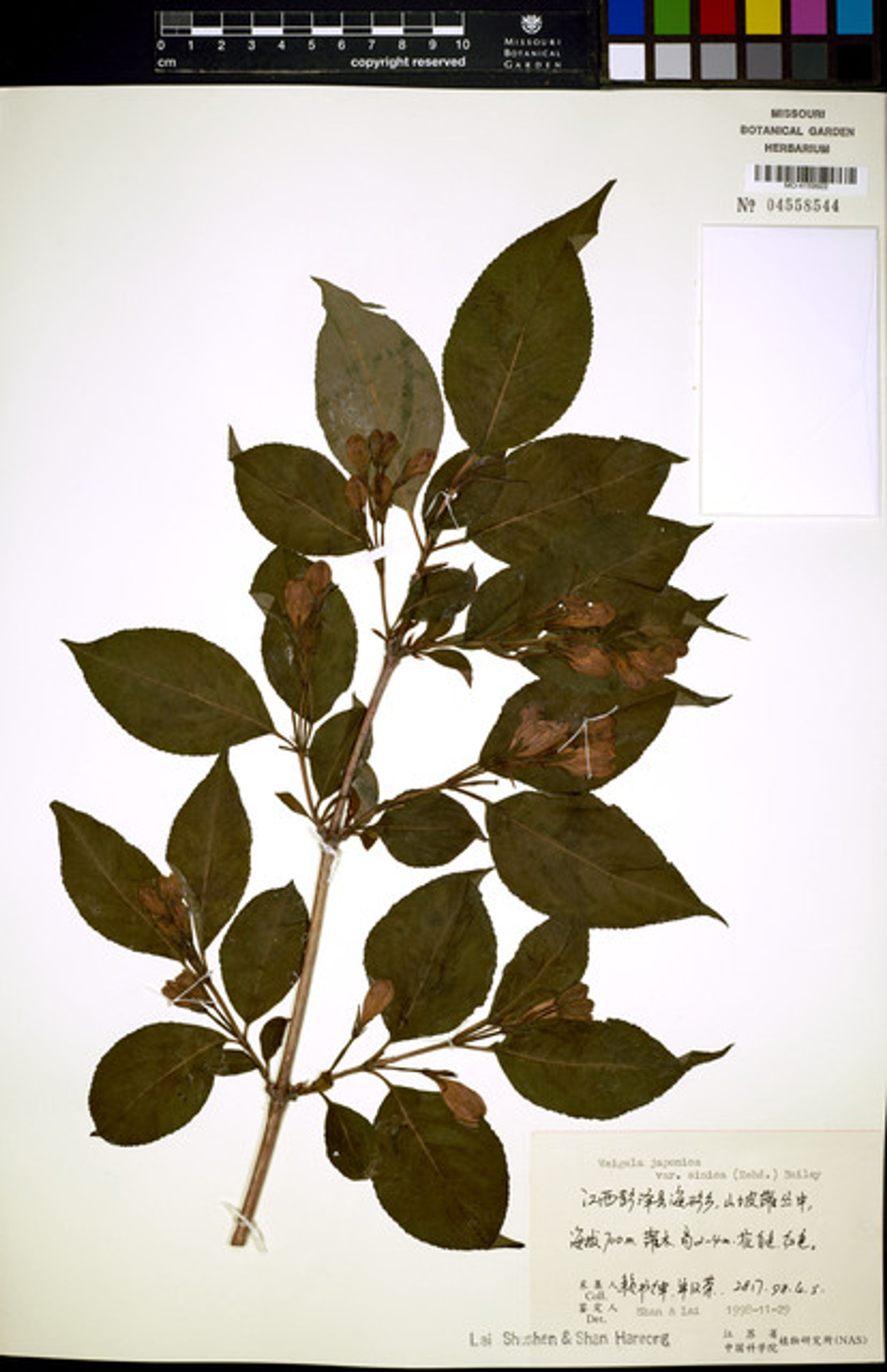 Weigela japonica - 33