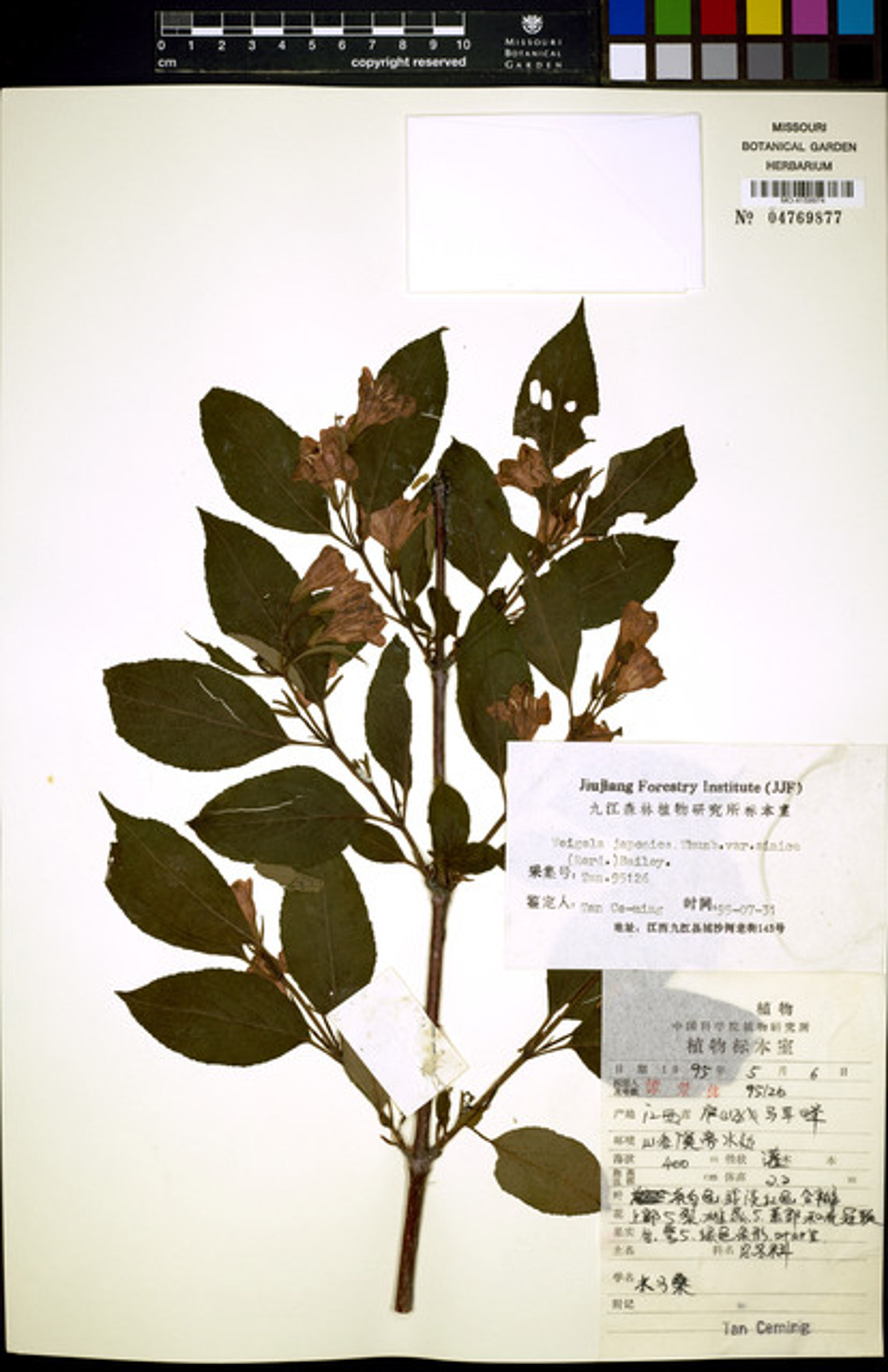 Weigela japonica - 91