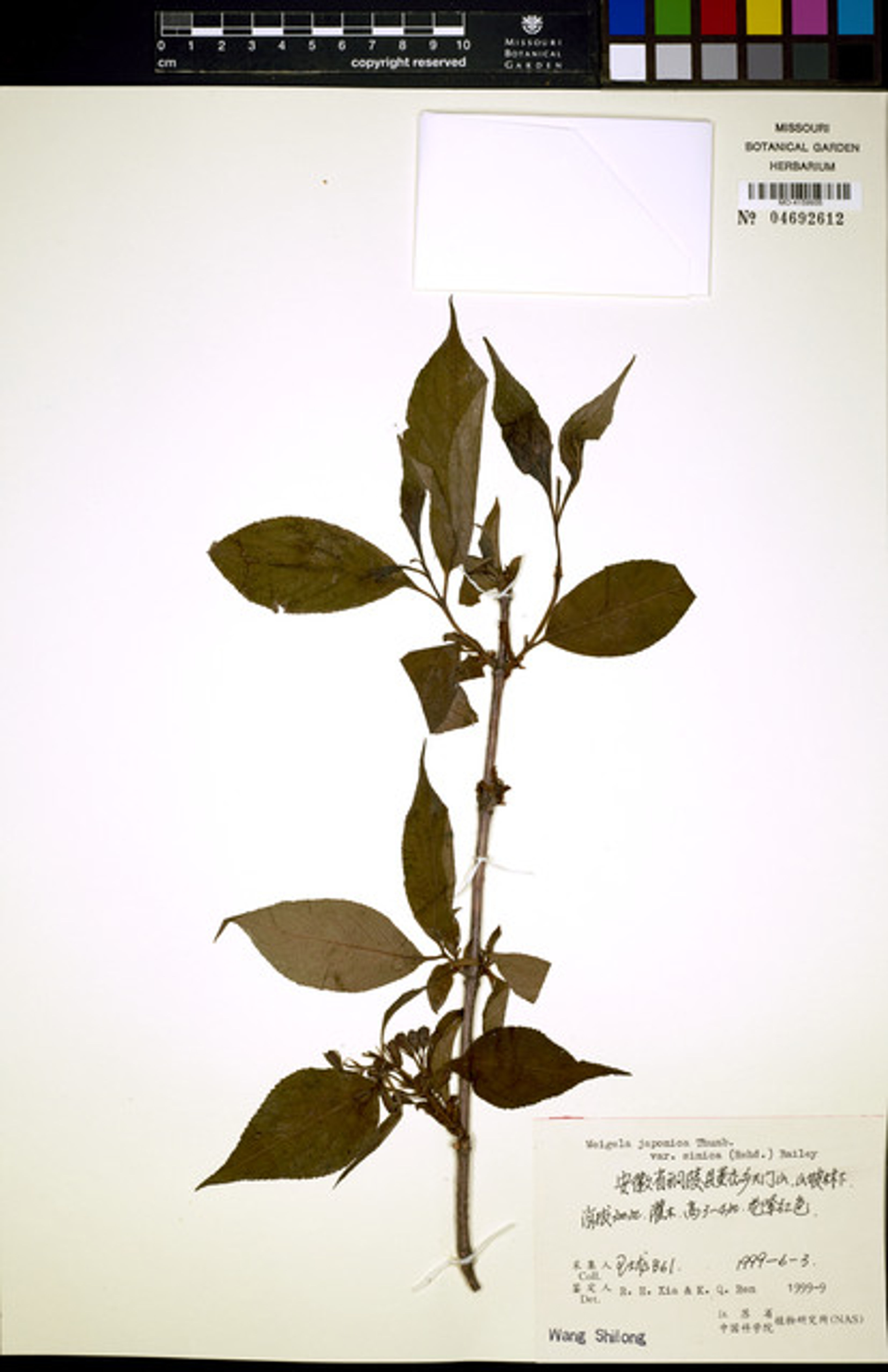Weigela japonica - 76