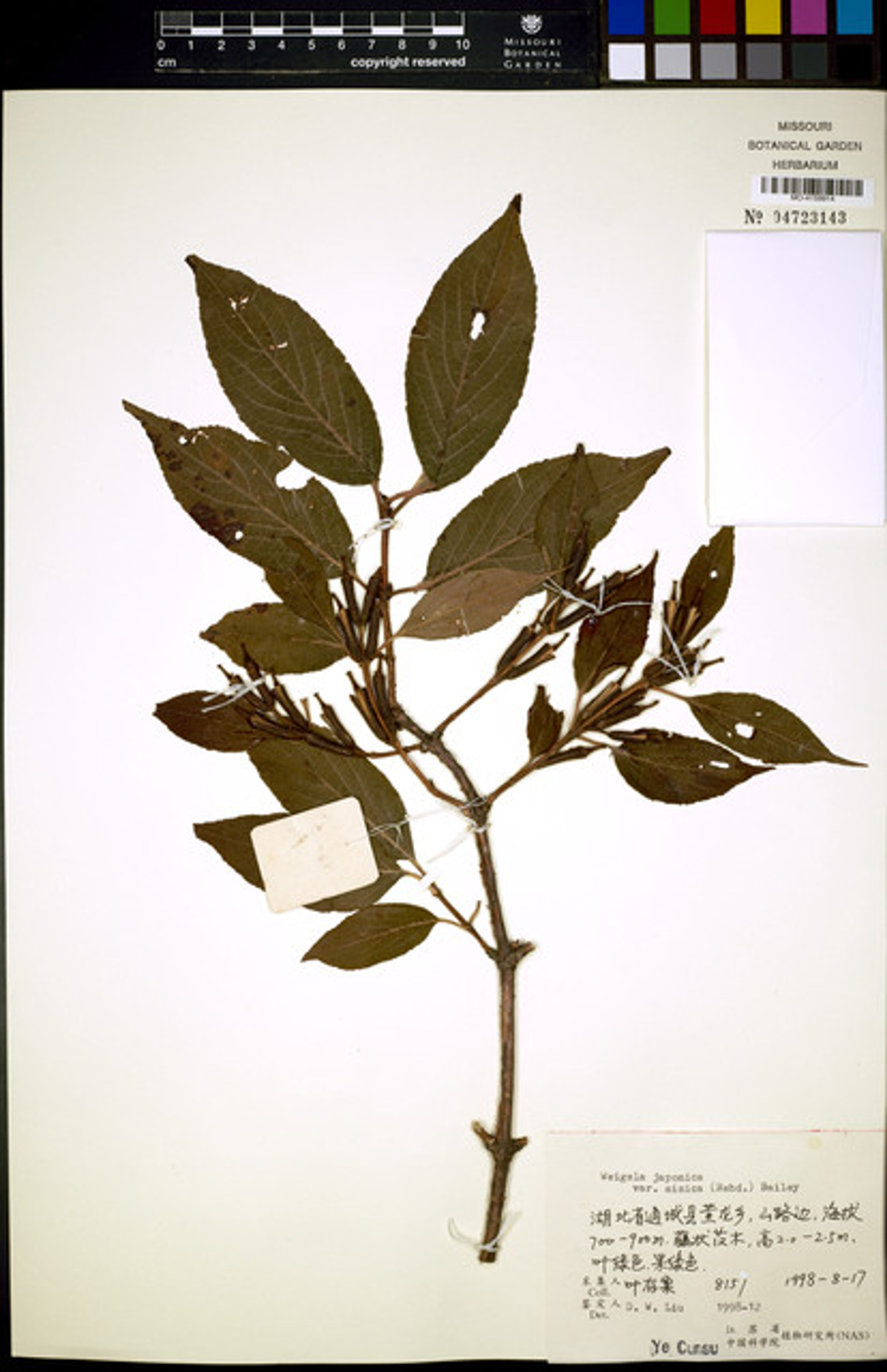 Weigela japonica - 13