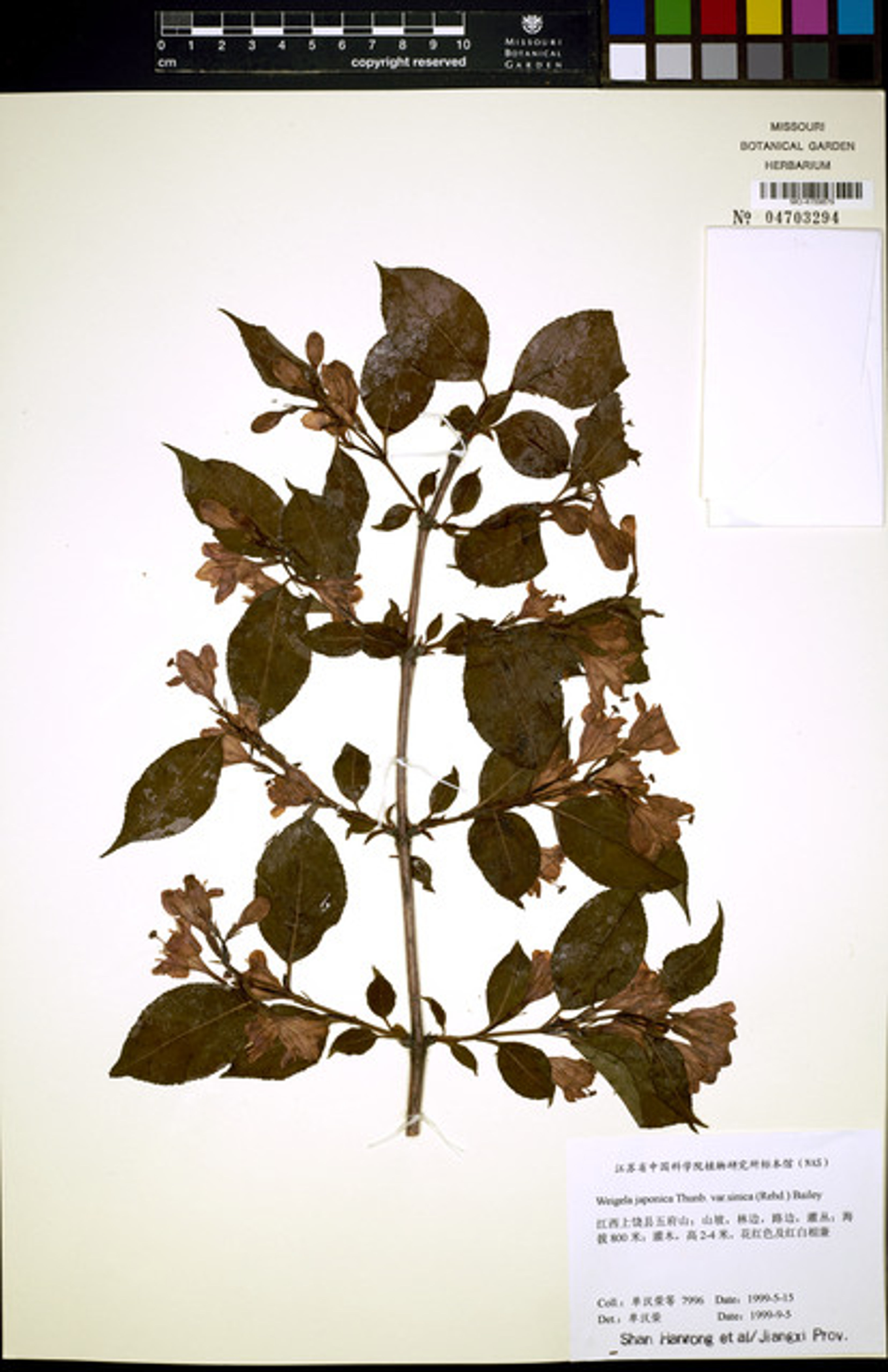 Weigela japonica - 45