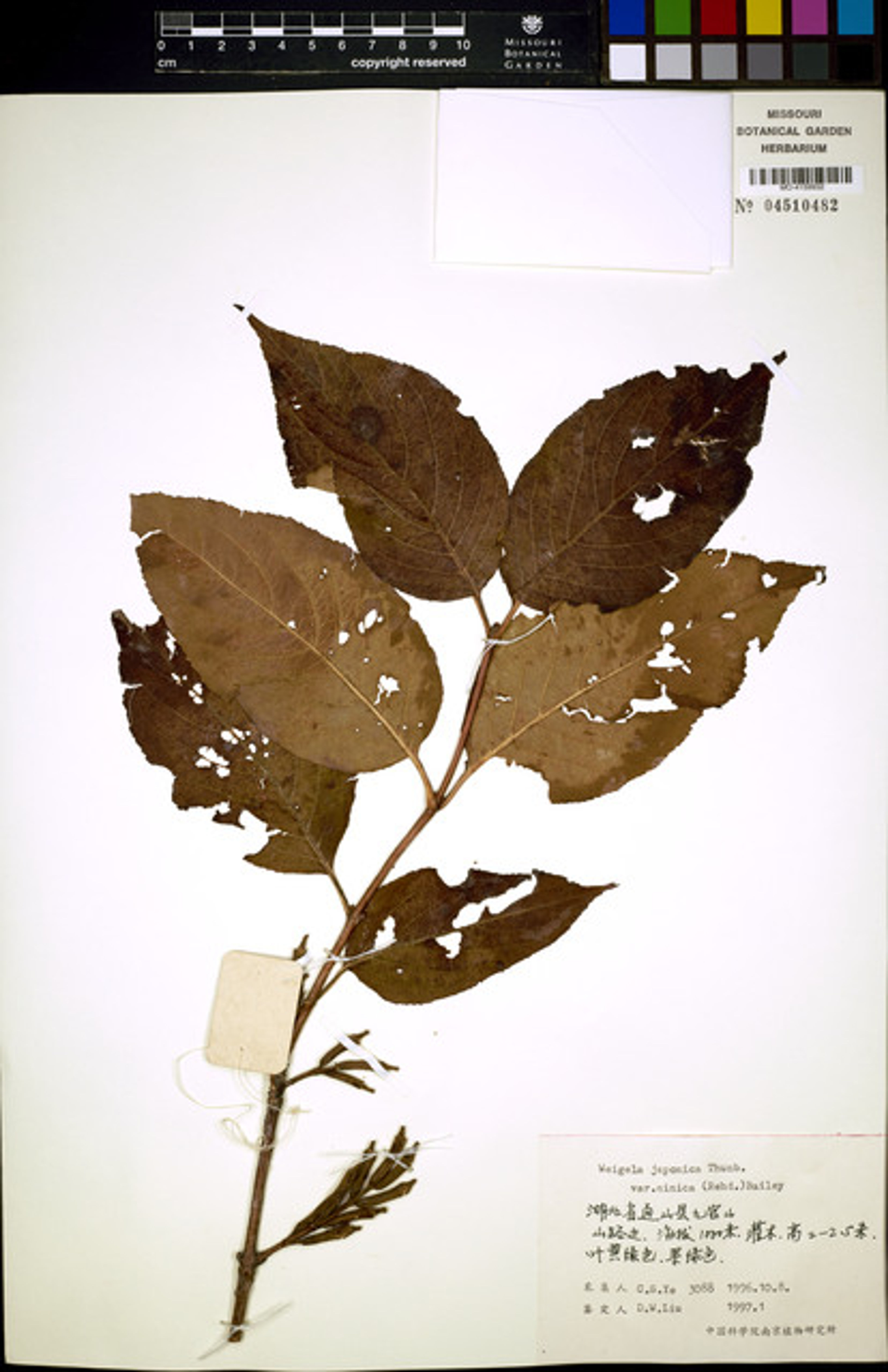 Weigela japonica - 42