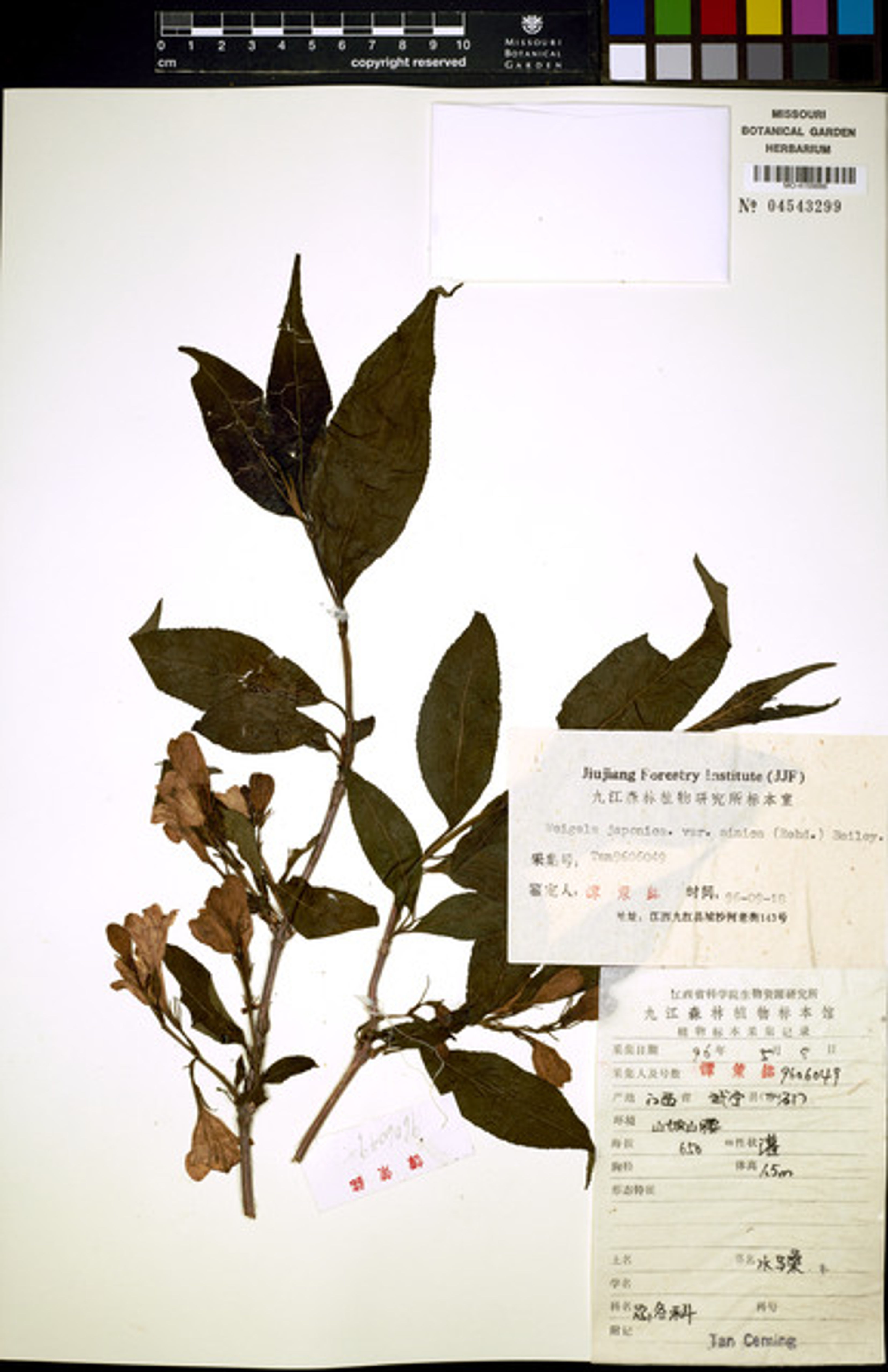 Weigela japonica - 14